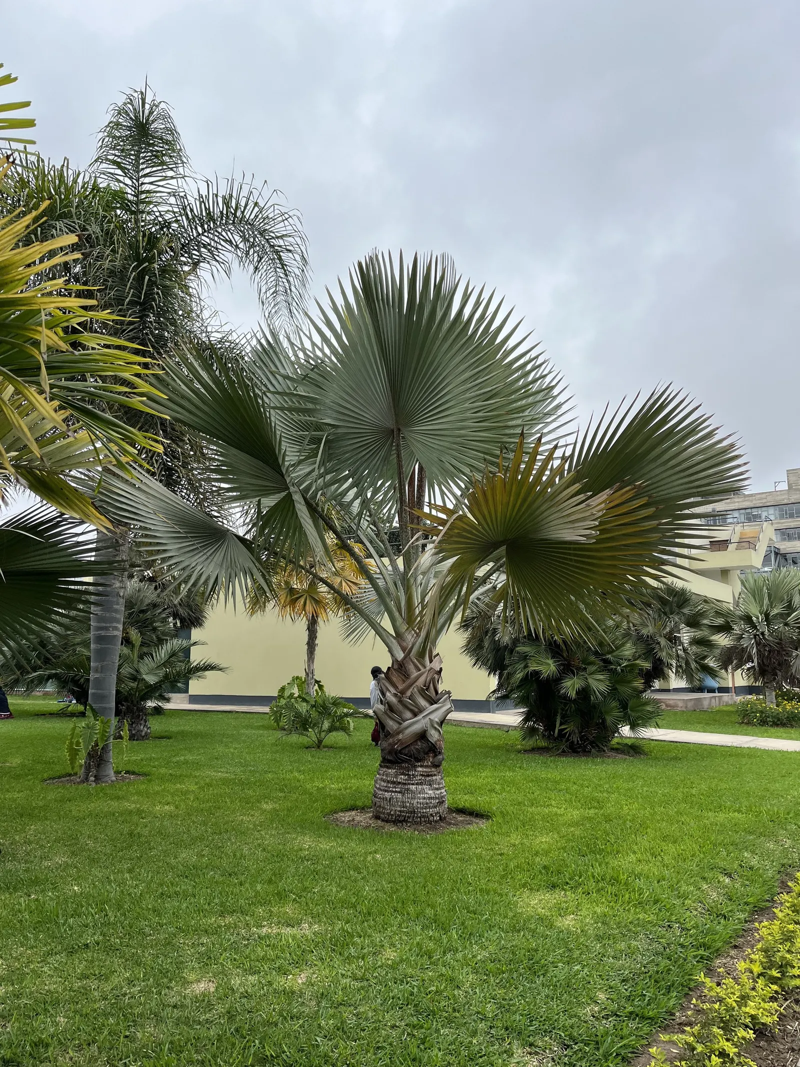 Bismarck Palm (Bismarckia Nobilis) — This fan palm can reach a height of up to 60 ft with a spread of 10-16 ft; this low-maintenance palm is not, image 66