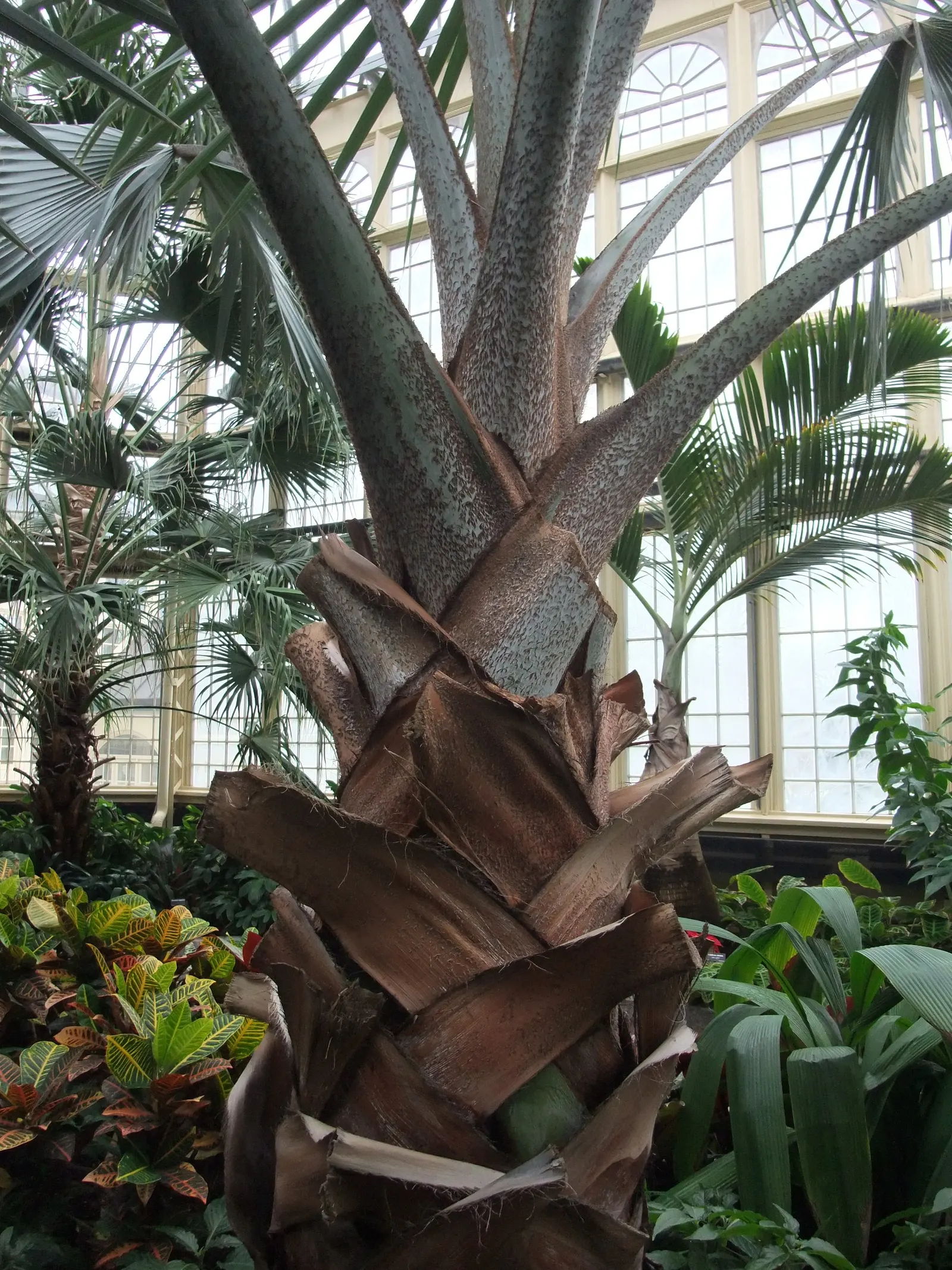 Bismarck Palm (Bismarckia Nobilis) — Renowned for its majestic silver-blue foliage; it's vital to allocate ample space for the Bismarck Palm