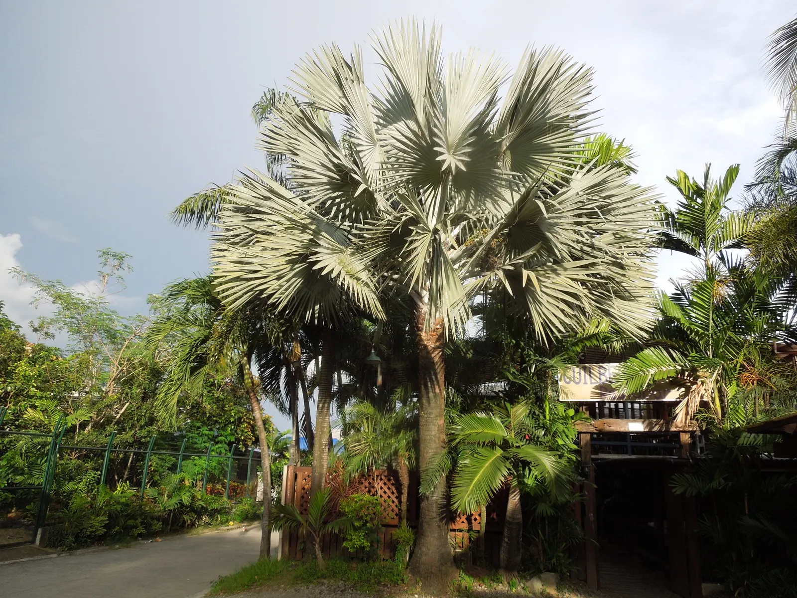 Bismarck Palm (Bismarckia Nobilis) — is a commanding and visually striking species native to the grasslands of Madagascar; it thrives in full sun, image 91