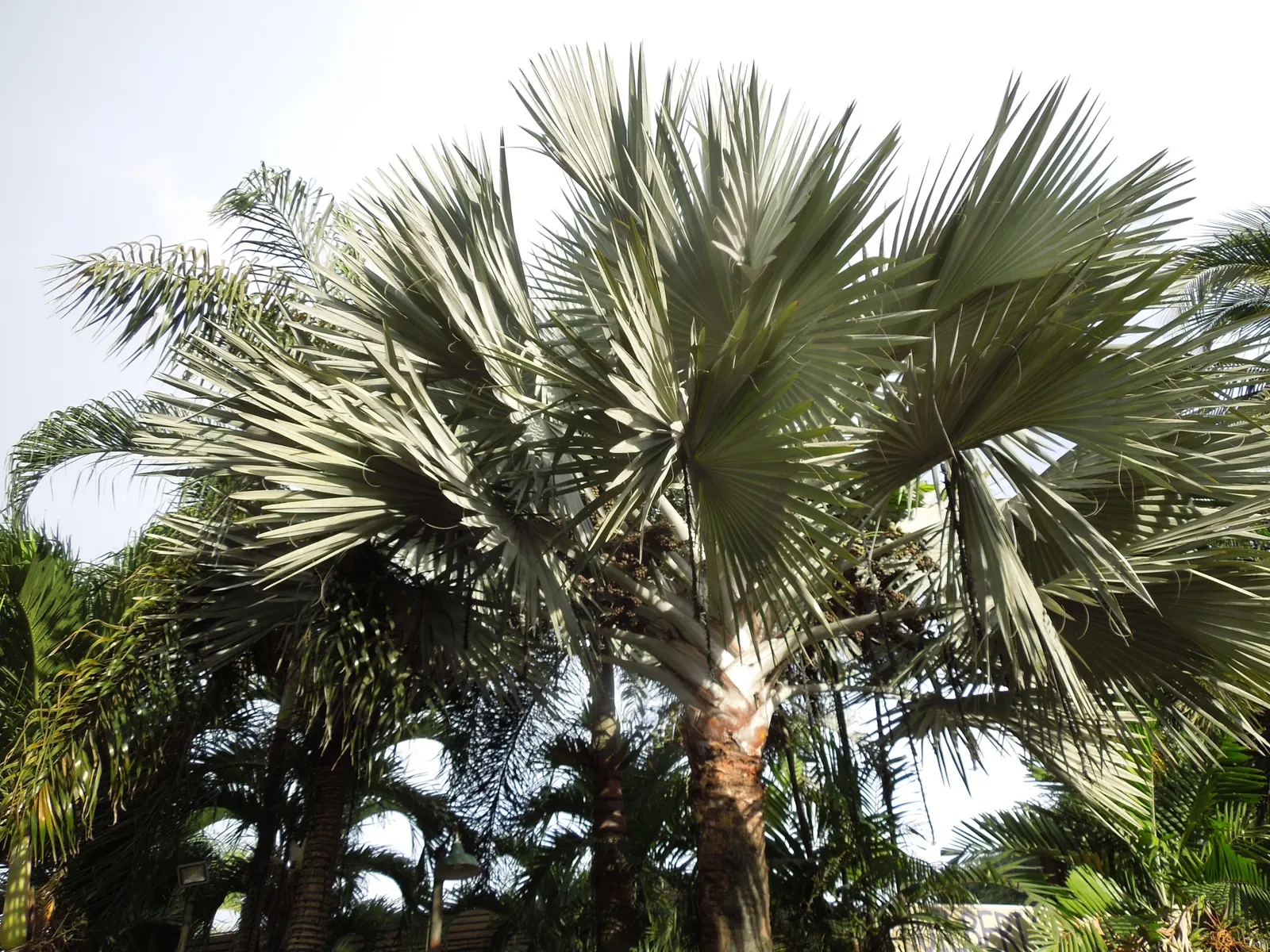 Bismarck Palm (Bismarckia Nobilis) — tropical aesthetic is desired; it thrives in full sun and well-draining soil, bringing a tropical flair to, image 94