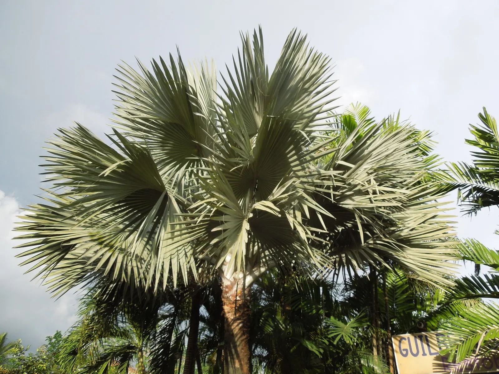 Bismarck Palm (Bismarckia Nobilis) — and consider its potential as a focal point or to line pathways and driveways
