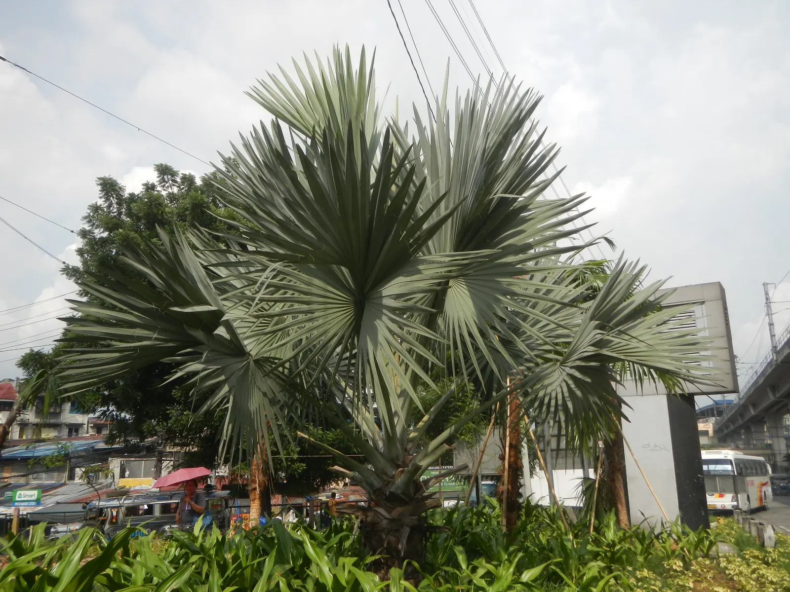 Bismarck Palm (Bismarckia Nobilis) — requiring minimal supplemental watering