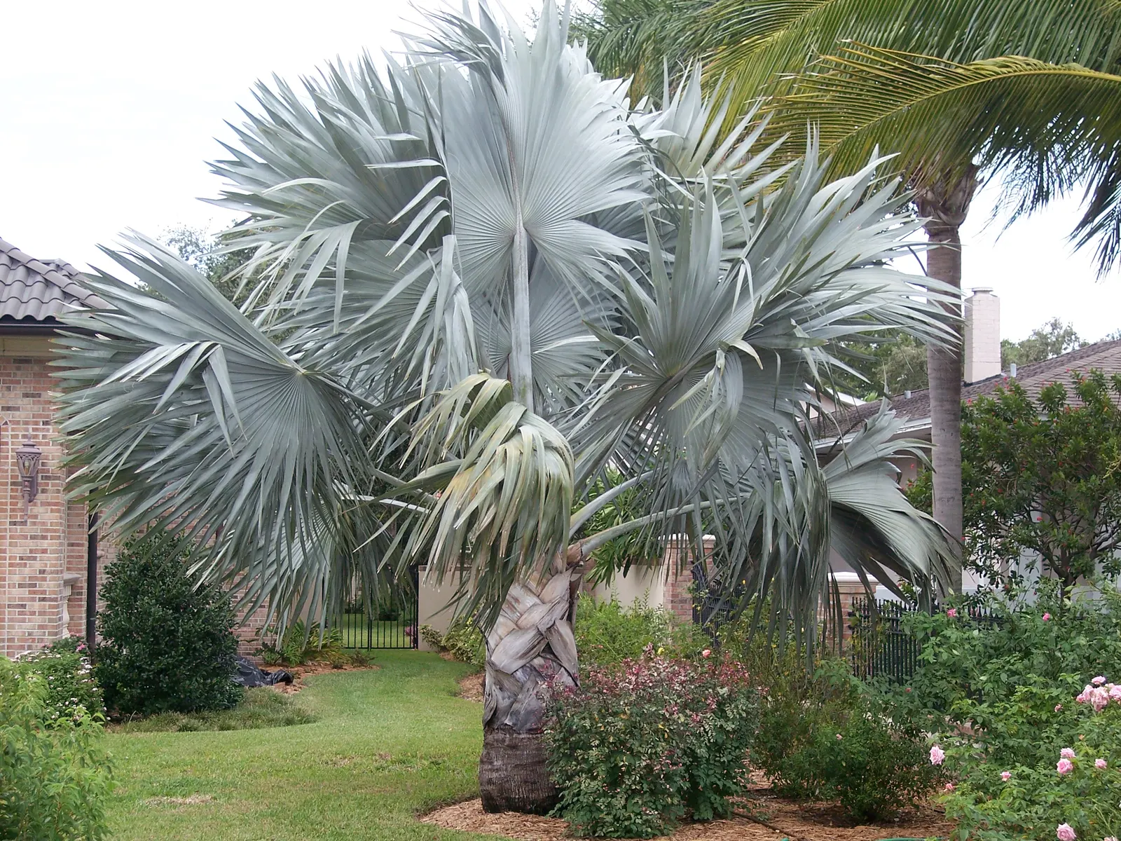 Bismarck Palm (Bismarckia Nobilis) — This fan palm can reach a height of up to 60 ft with a spread of 10-16 ft; this low-maintenance palm is not only
