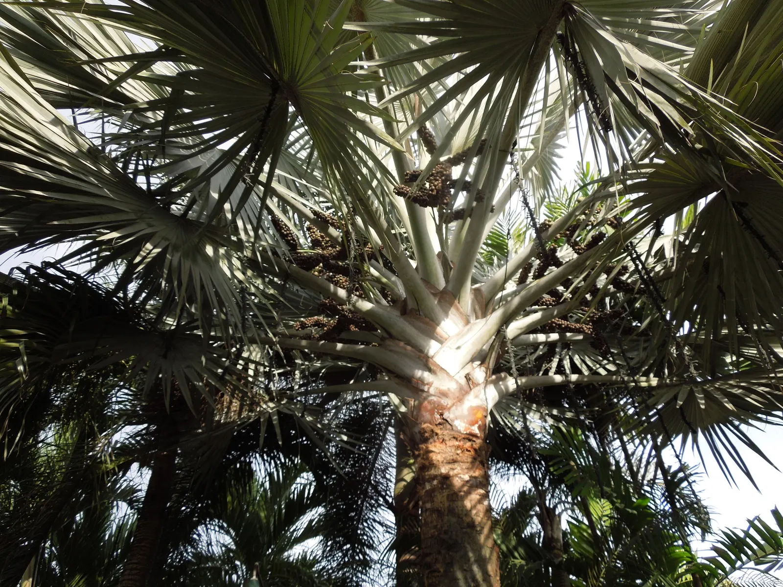Bismarck Palm (Bismarckia Nobilis) — ensure sufficient space to accommodate its grand scale; it thrives in full sun and well-draining soil, image 103