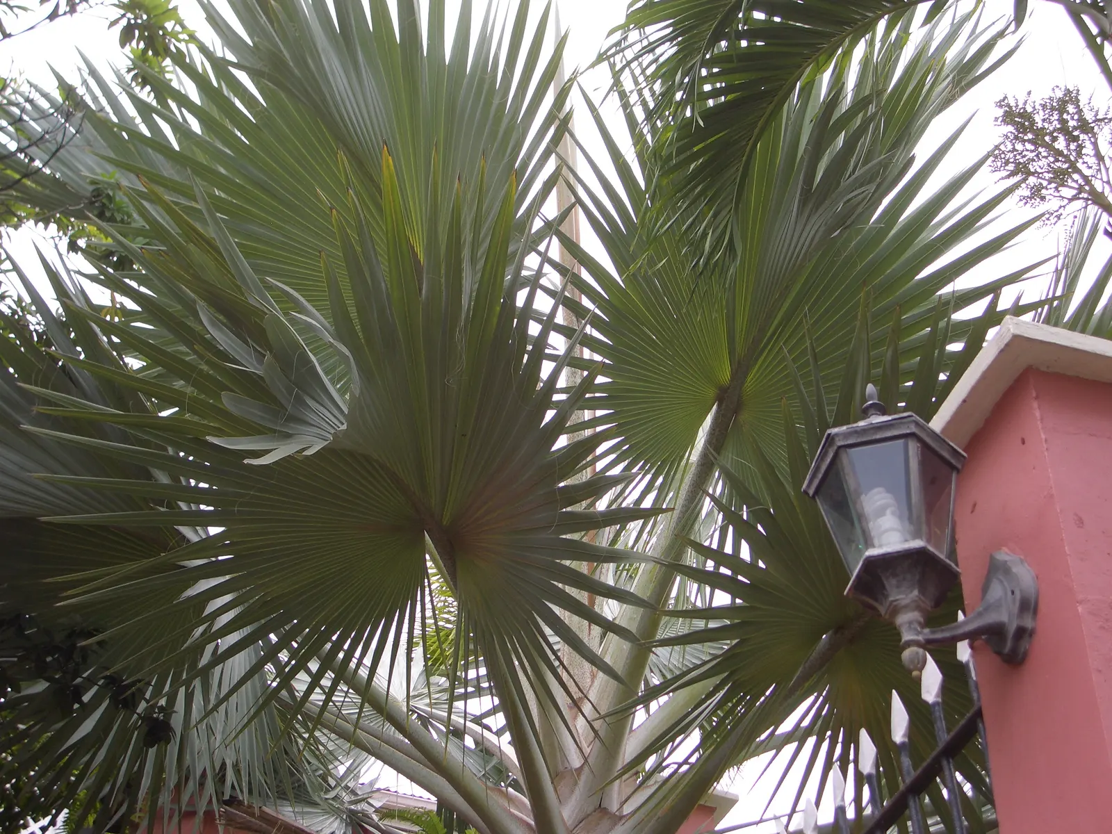 Bismarck Palm (Bismarckia Nobilis) — scientifically named Bismarckia nobilis; this low-maintenance palm is not only drought-tolerant but also, image 48