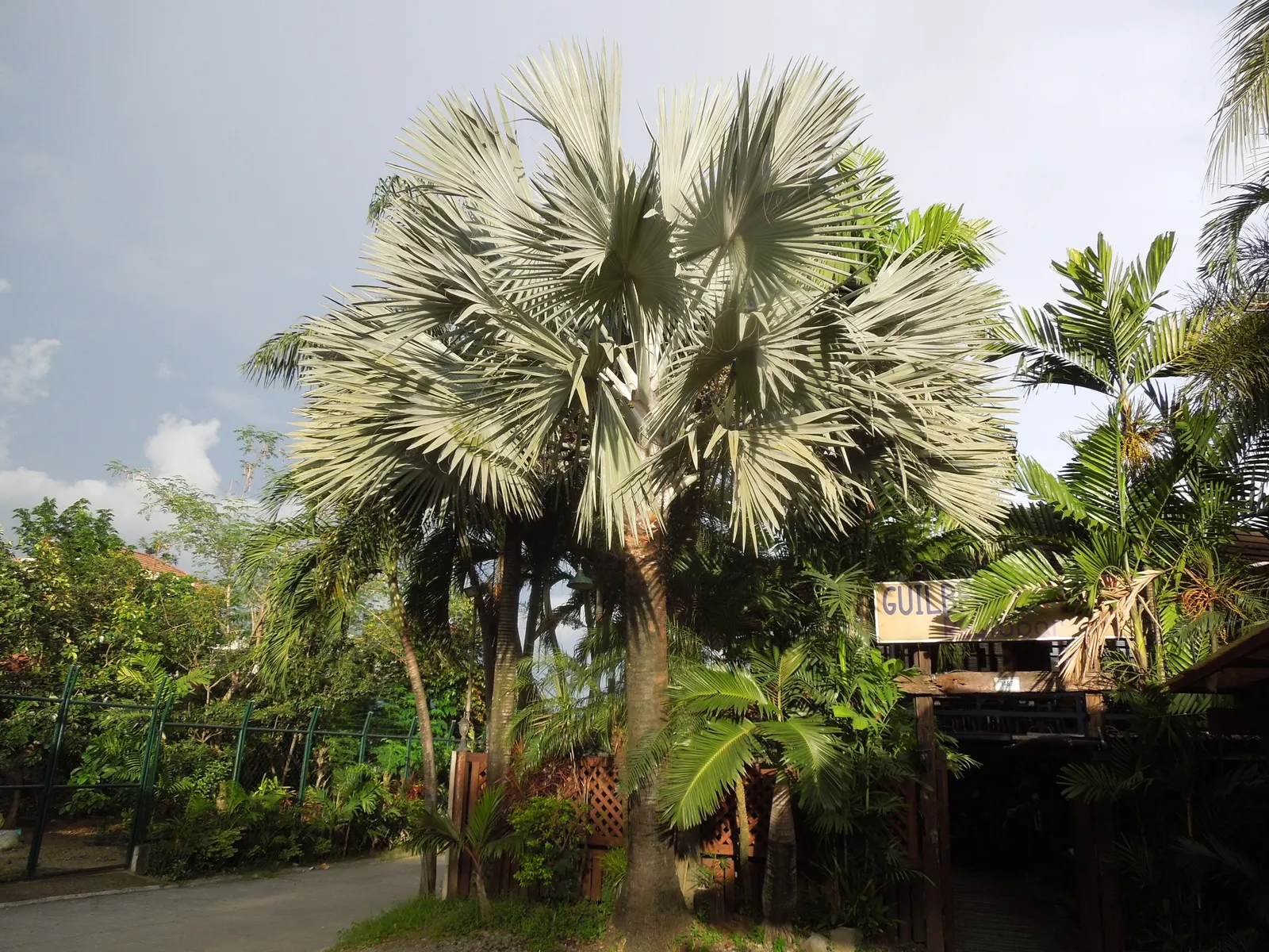 Bismarck Palm (Bismarckia Nobilis) — It thrives in well-drained soil conditions and demonstrates a moderate tolerance to drought once established, image 79