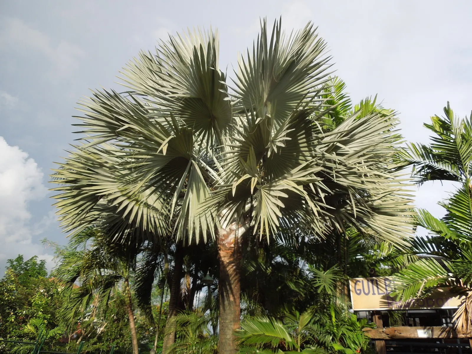 Bismarck Palm (Bismarckia Nobilis) — as it can reach a stately height of up to 60 feet with a crown spread that can extend to 20 feet in diameter