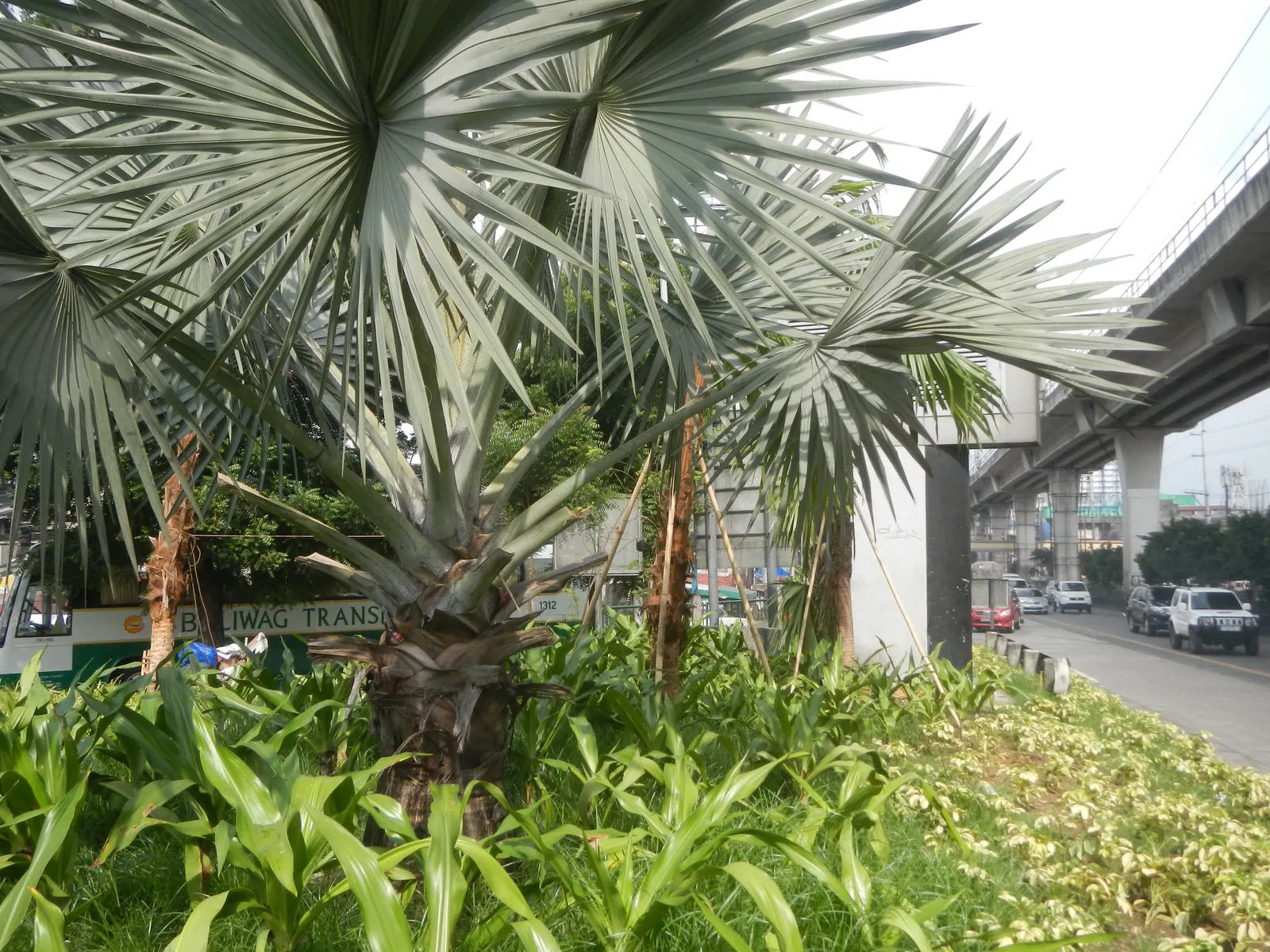 Bismarck Palm (Bismarckia Nobilis) — this palm is a staple in landscapes where a bold