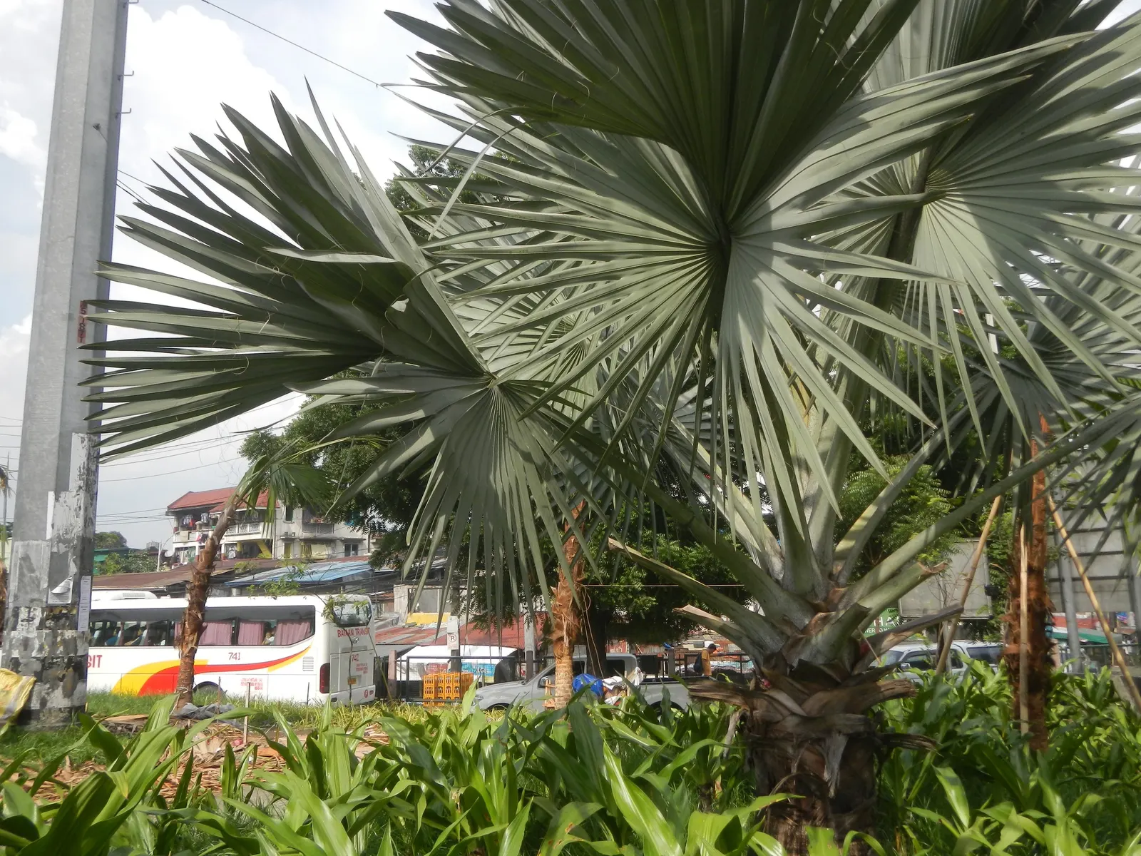 Bismarck Palm (Bismarckia Nobilis) — ensure sufficient space to accommodate its grand scale; it thrives in full sun and well-draining soil, image 82