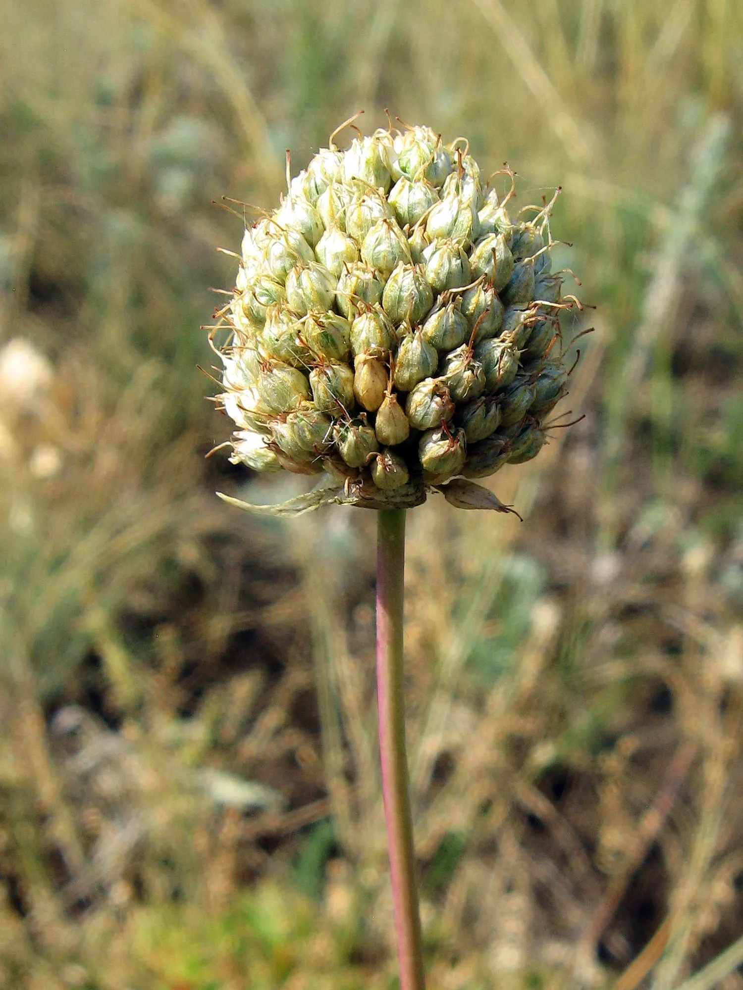 Drumstick Allium (Allium Sphaerocephalon) — reaching heights of 24-36 inches