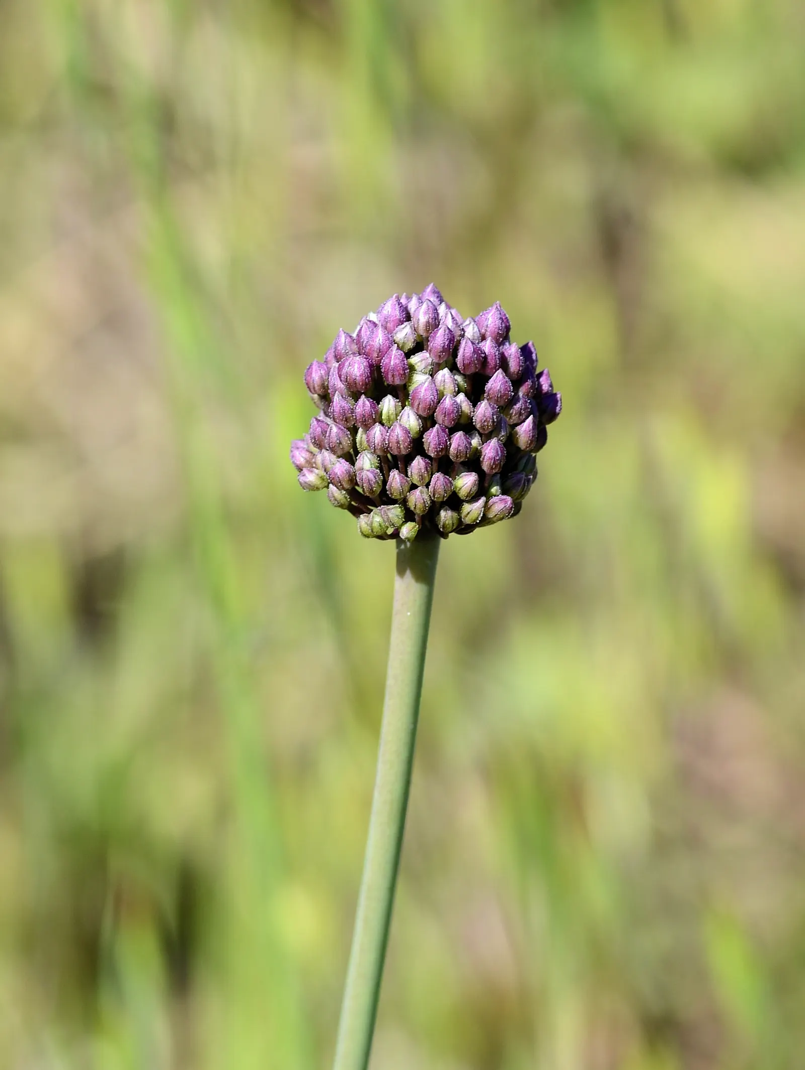 Drumstick Allium (Allium Sphaerocephalon) — reaching heights of 24-36 inches; starting with green and eventually maturing into a deep