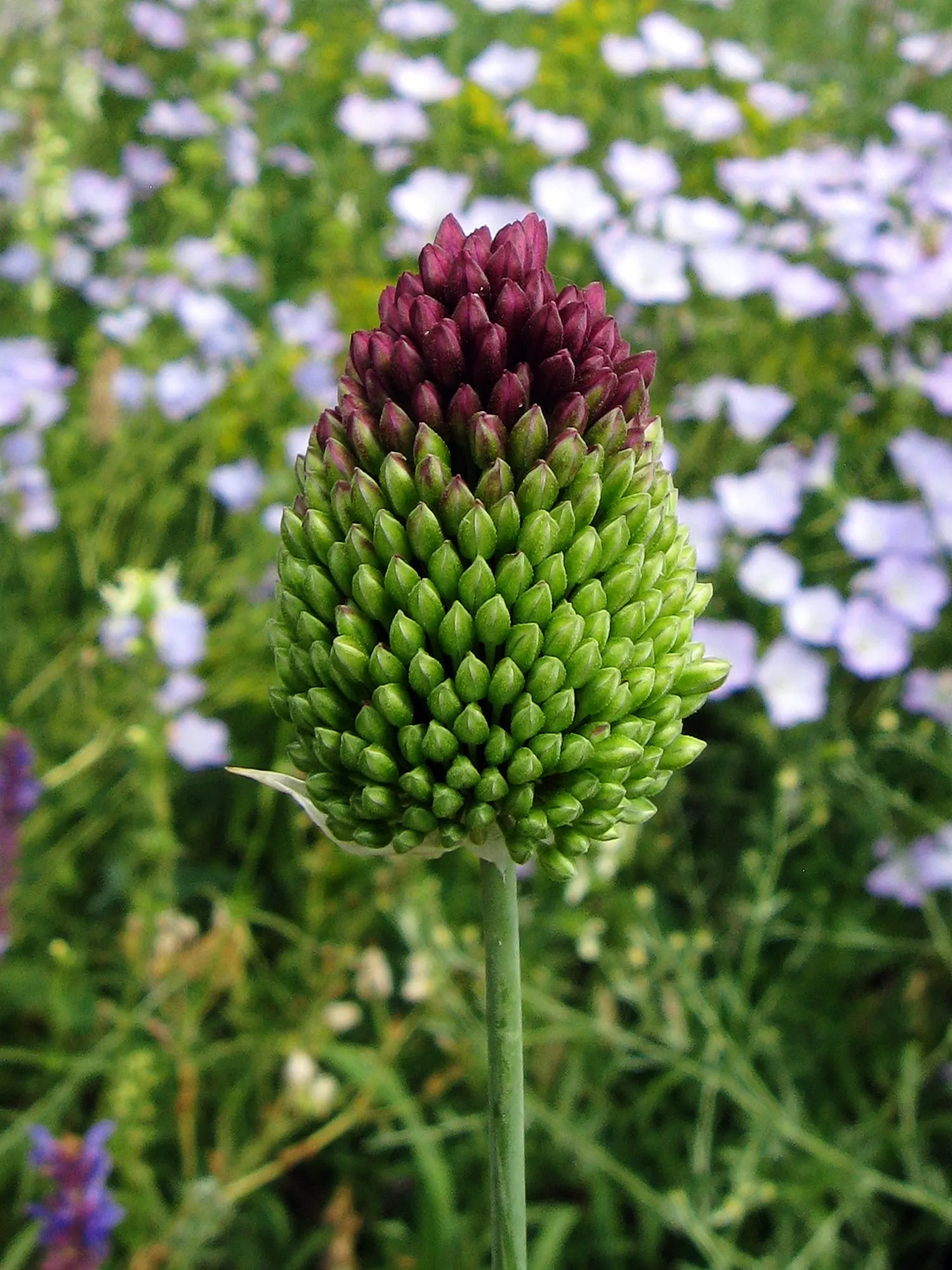 Drumstick Allium (Allium Sphaerocephalon) — making it a low-maintenance choice for various garden settings; and buried 2-4 inches deep, image 71