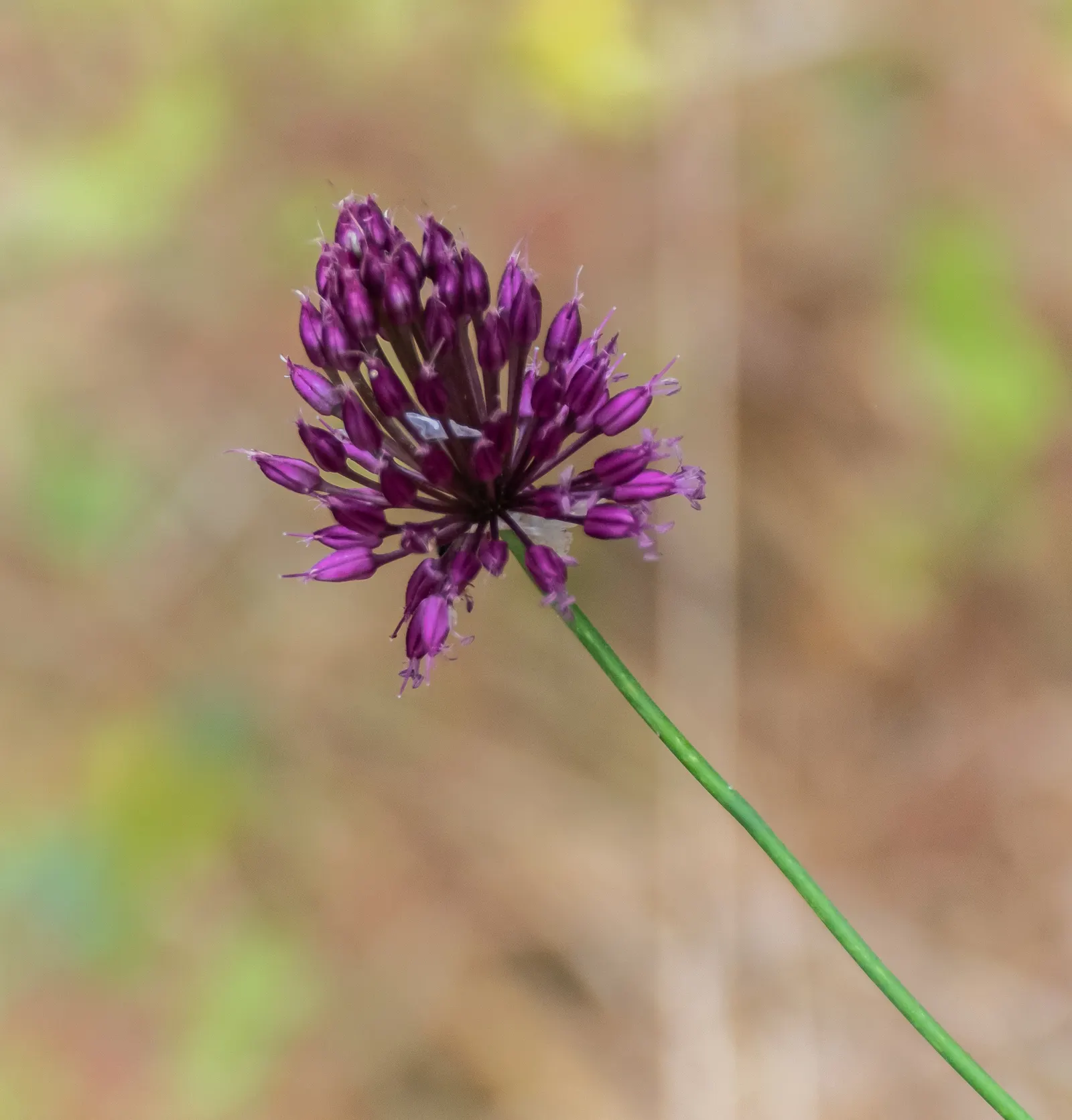 Drumstick Allium (Allium Sphaerocephalon) — reaching heights of 24-36 inches; starting with green and eventually maturing into a deep, image 58