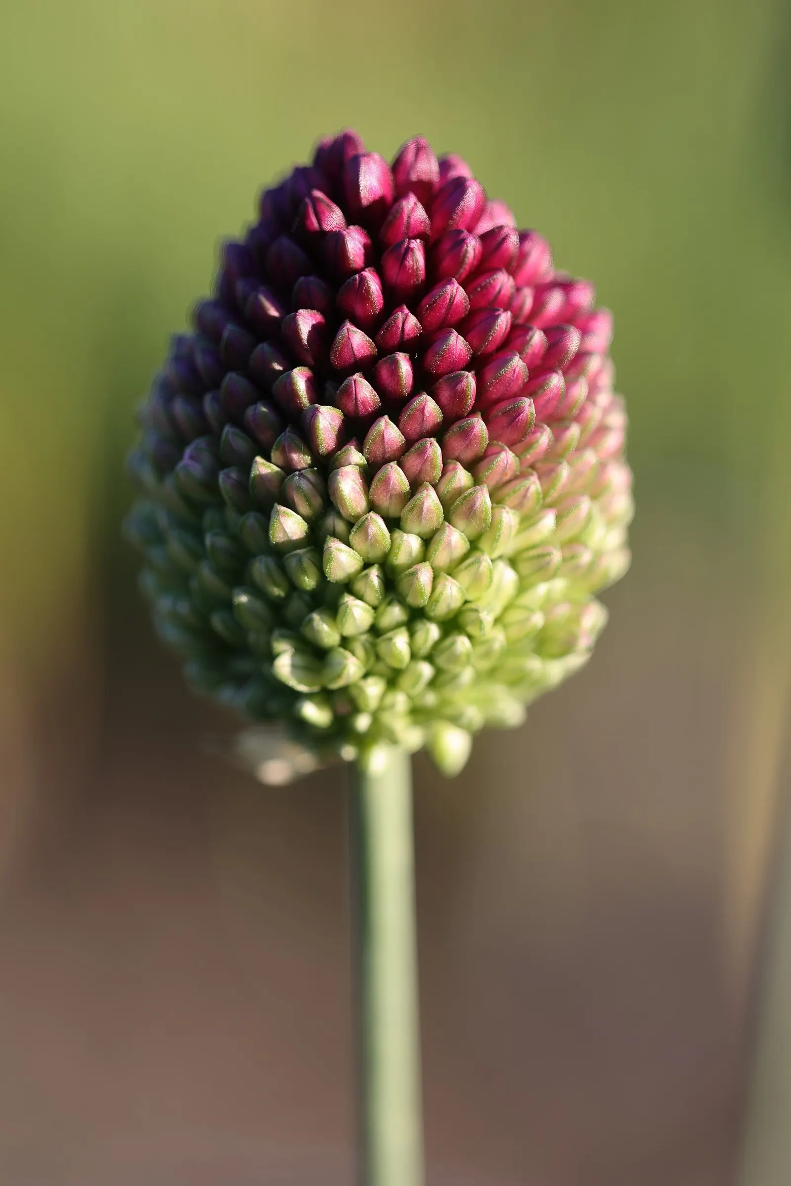 Drumstick Allium (Allium Sphaerocephalon) — serves as a unique and captivating addition to any landscape design; this easy-care plant thrives in full sun to