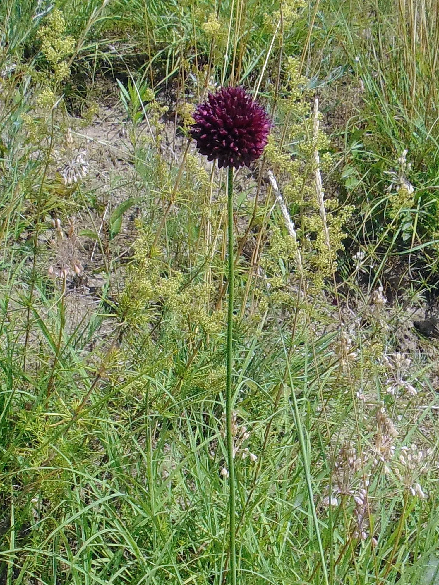 Drumstick Allium (Allium Sphaerocephalon) — rich burgundy or purple hue by midsummer (usually July to August)