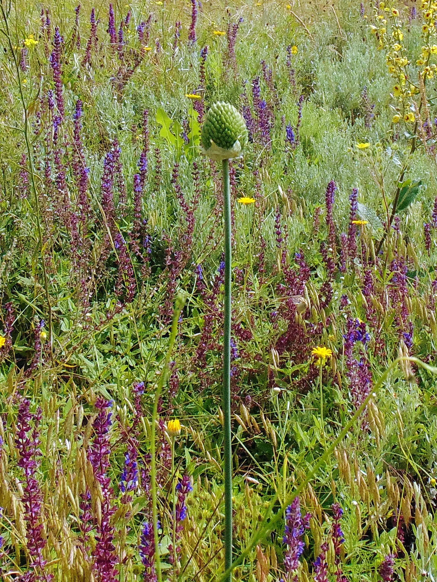 Drumstick Allium (Allium Sphaerocephalon) — It demands well-drained soil