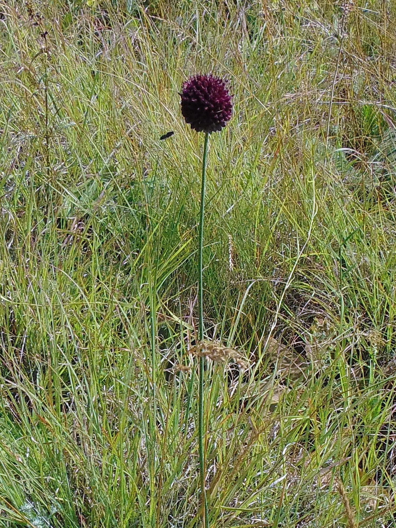 Drumstick Allium (Allium Sphaerocephalon) — The Drumstick Allium is an exceptional choice for borders; adding vertical interest and a pop of late-season color