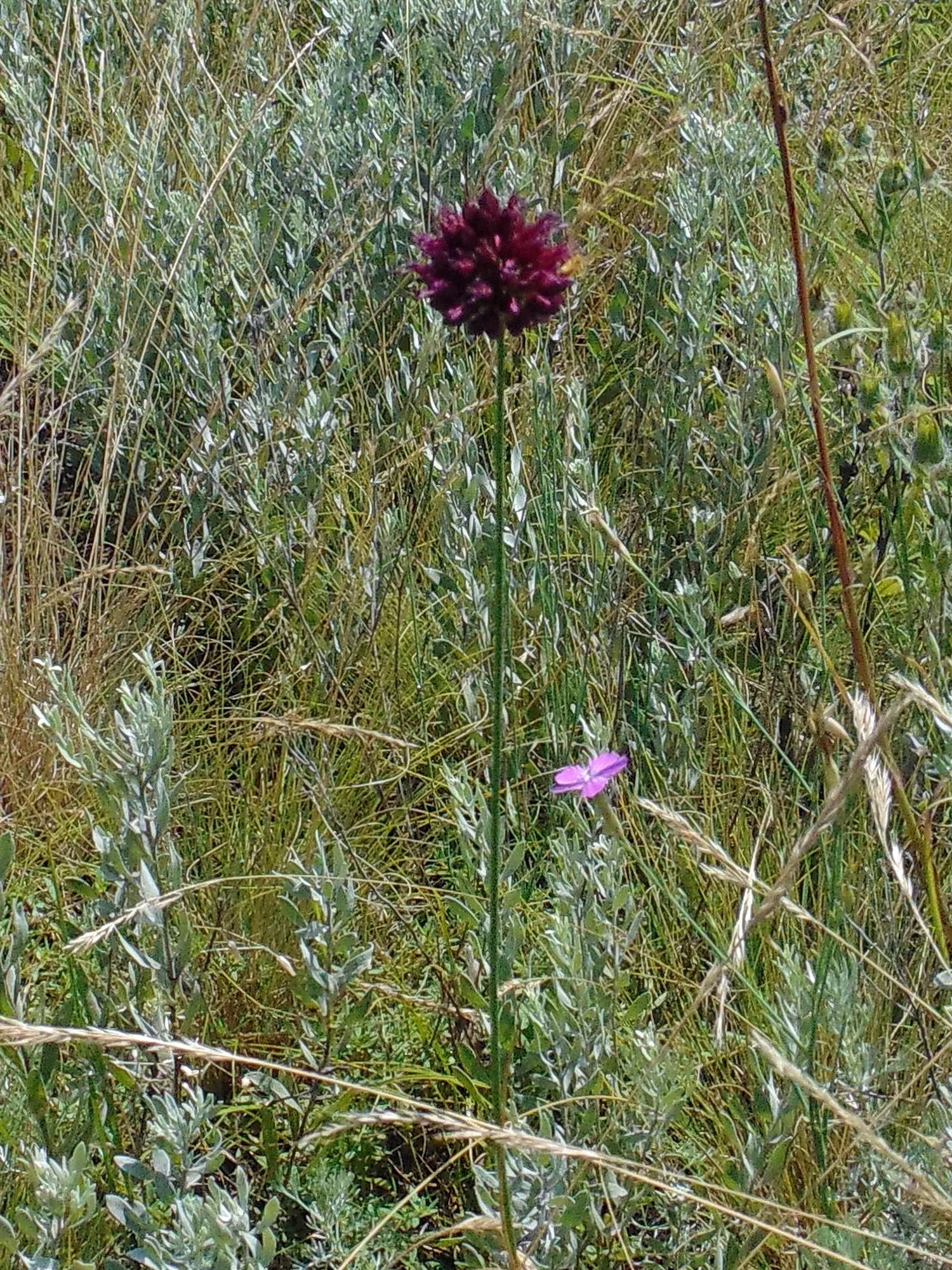 Drumstick Allium (Allium Sphaerocephalon) — The Drumstick Allium is ideally planted in clusters of 10-15 bulbs