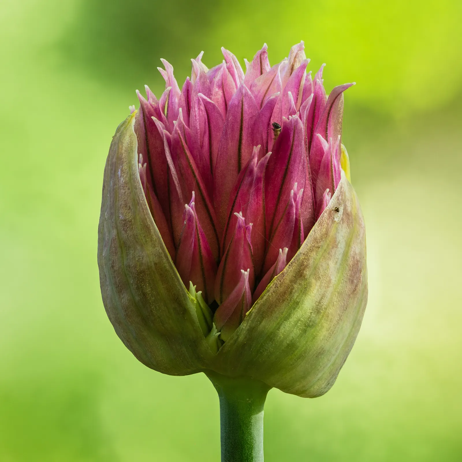 Drumstick Allium (Allium Sphaerocephalon) — making it a low-maintenance choice for various garden settings