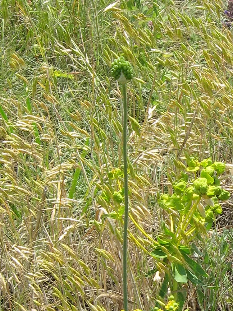 Drumstick Allium (Allium Sphaerocephalon) — exhibits drought-resistant qualities; starting with green and eventually maturing into a deep