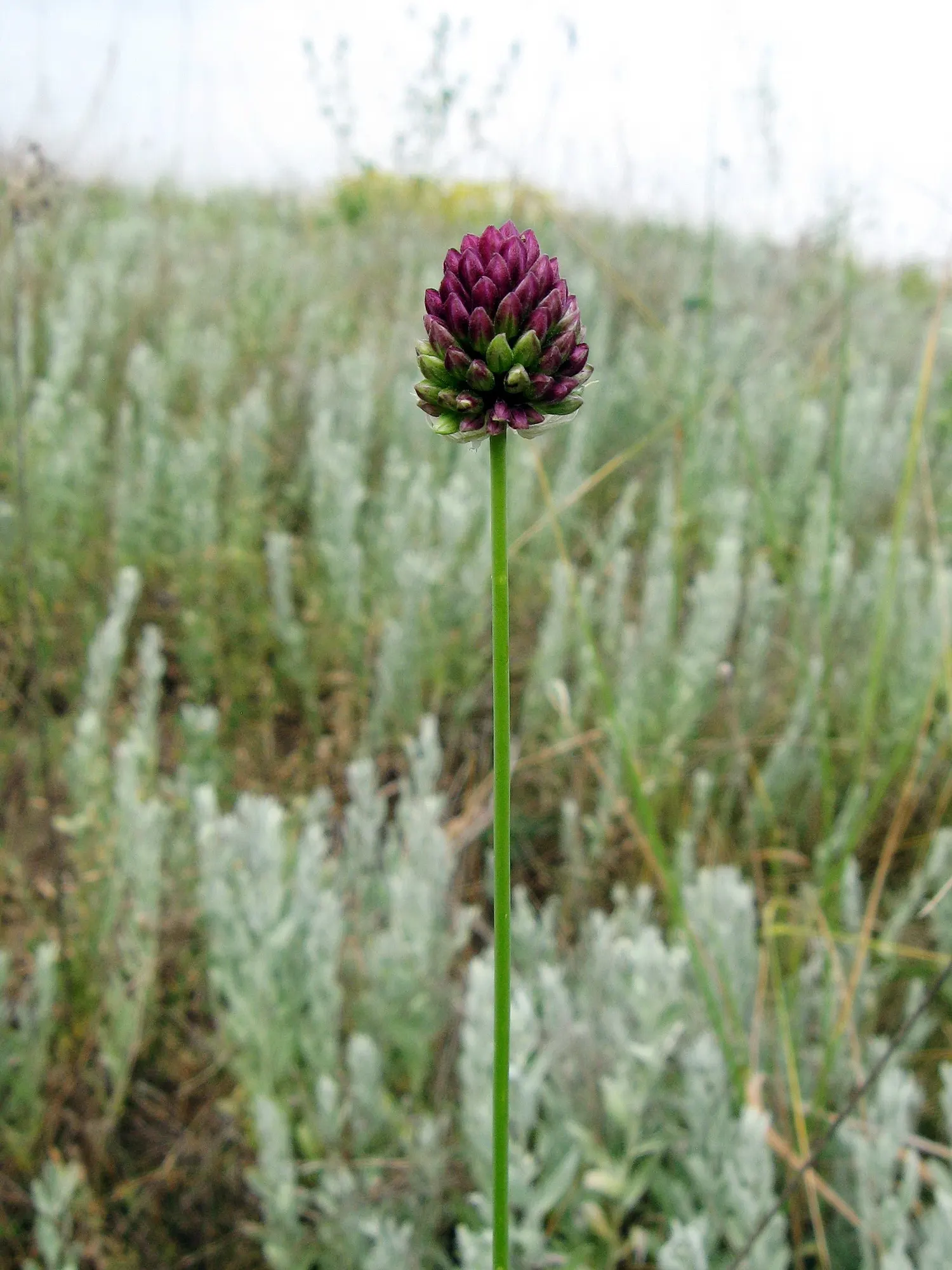 Drumstick Allium (Allium Sphaerocephalon) — scientifically named Allium sphaerocephalon