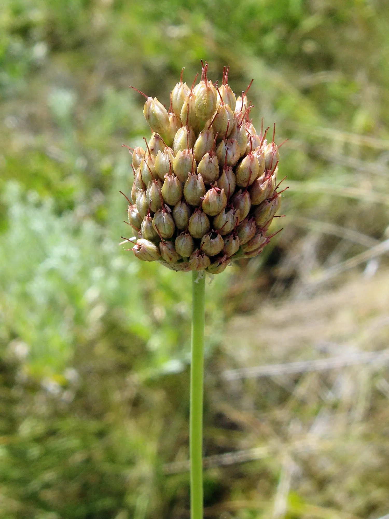 Drumstick Allium (Allium Sphaerocephalon) — serving as an added benefit in areas prone to wildlife visits