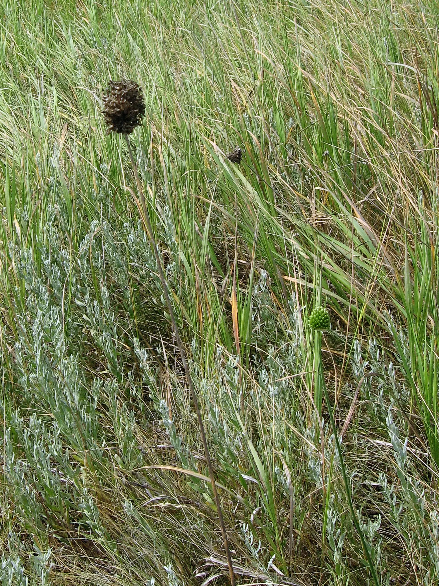 Drumstick Allium (Allium Sphaerocephalon) — bulb / perennial for full or half; adding vertical interest and a pop of late-season color