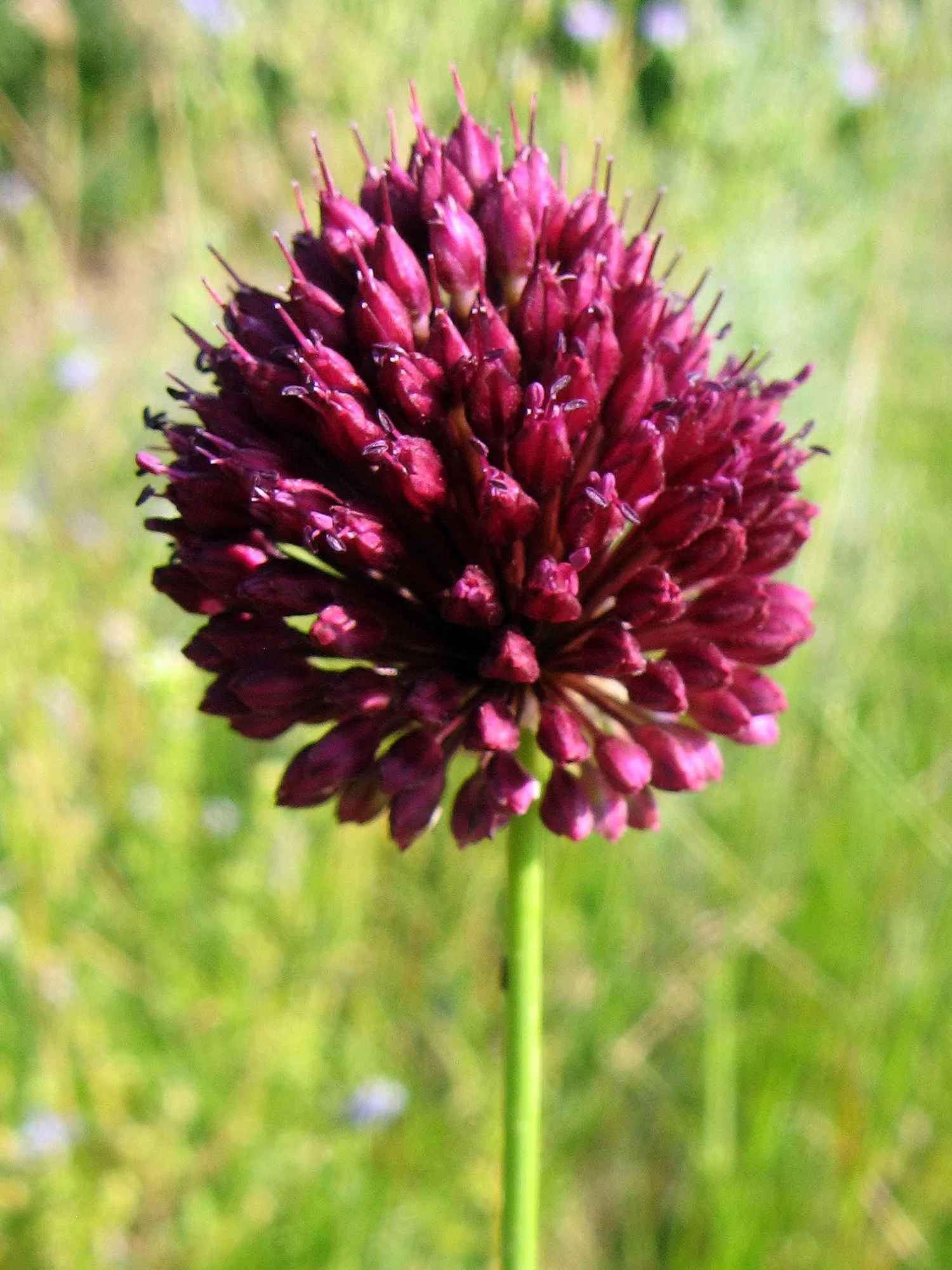 Drumstick Allium (Allium Sphaerocephalon) — and buried 2-4 inches deep; starting with green and eventually maturing into a deep