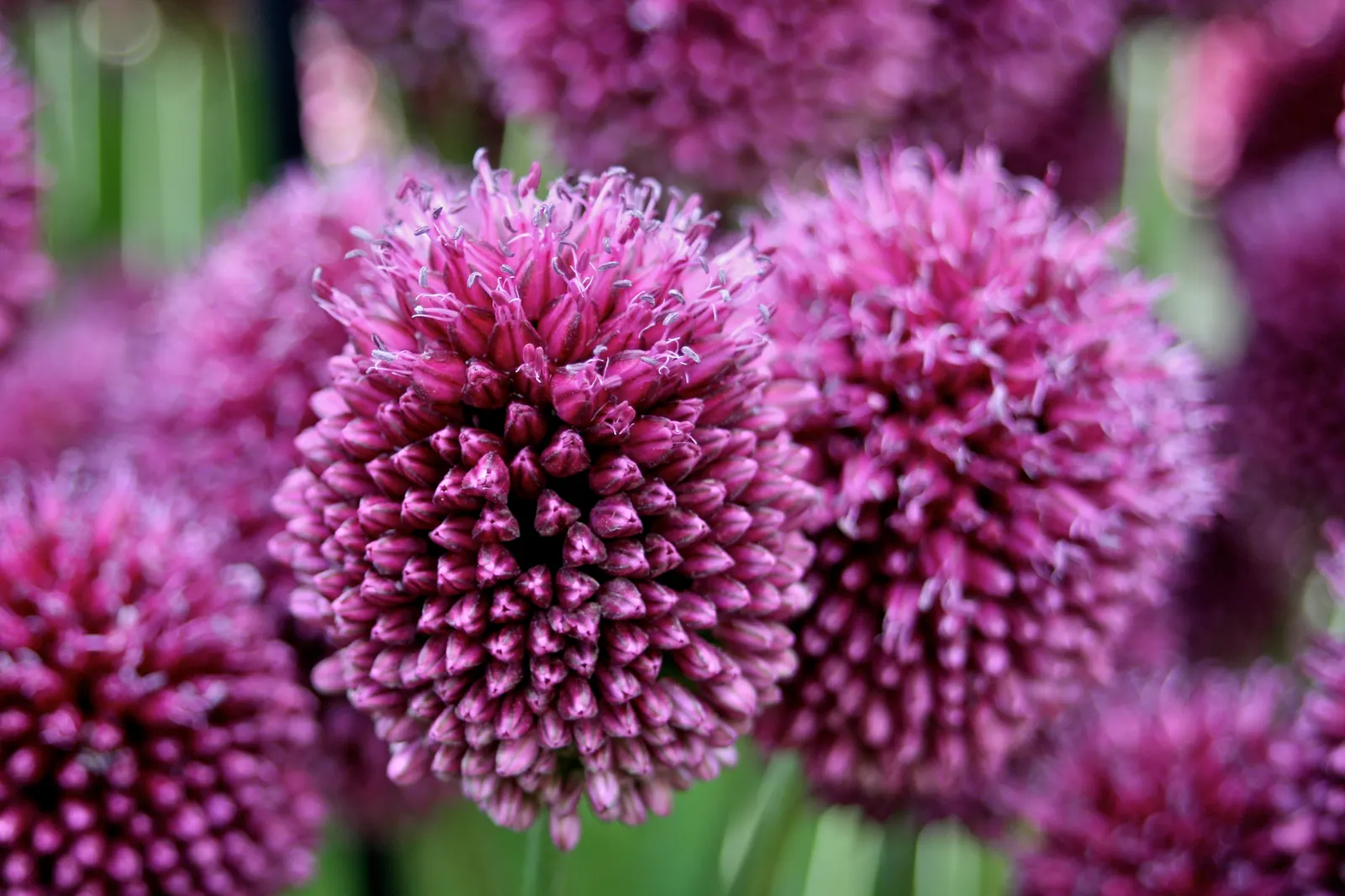 Drumstick Allium (Allium Sphaerocephalon) — purple flowers in the garden