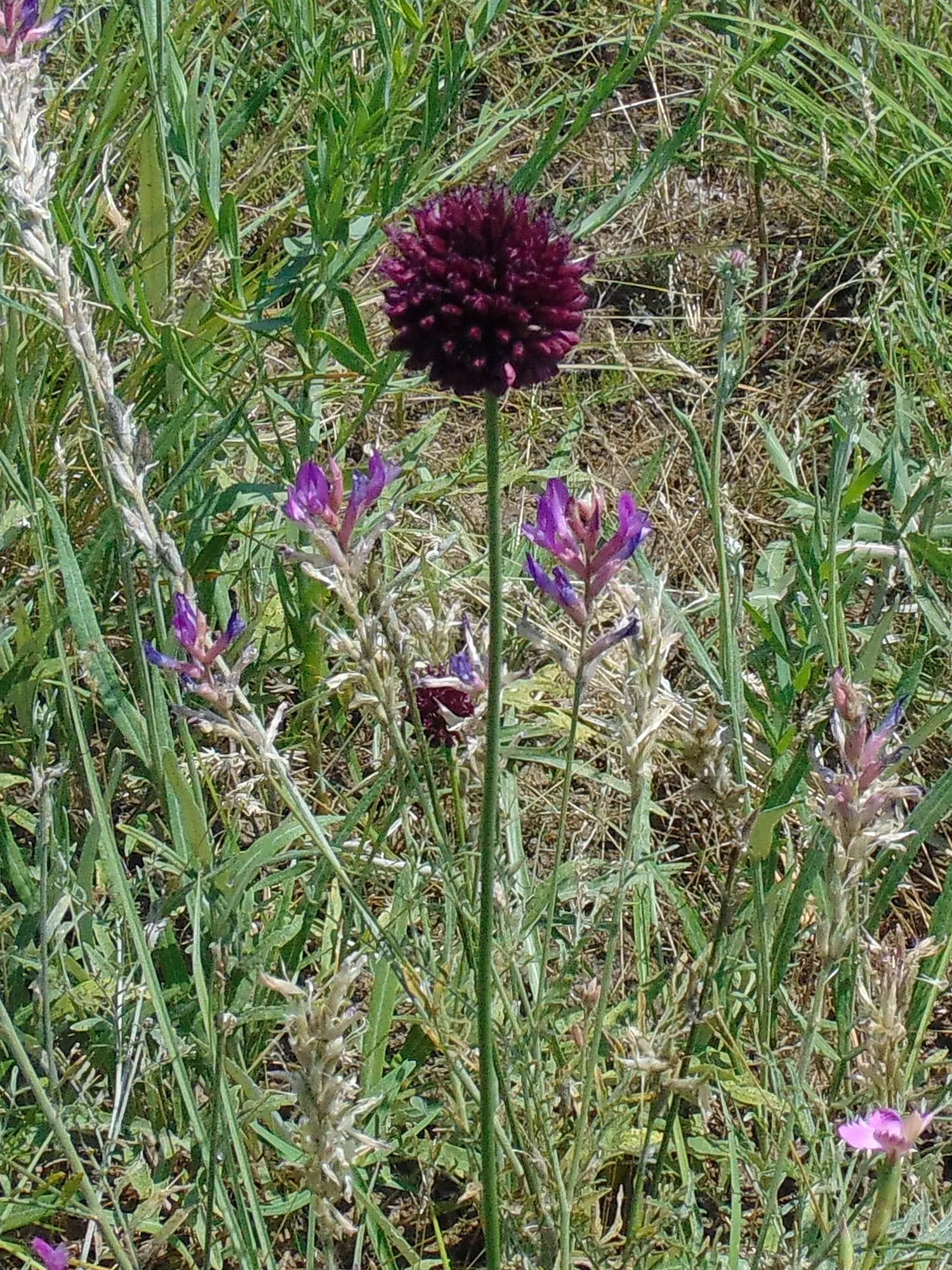 Drumstick Allium (Allium Sphaerocephalon) — serves as a unique and captivating addition to any landscape design