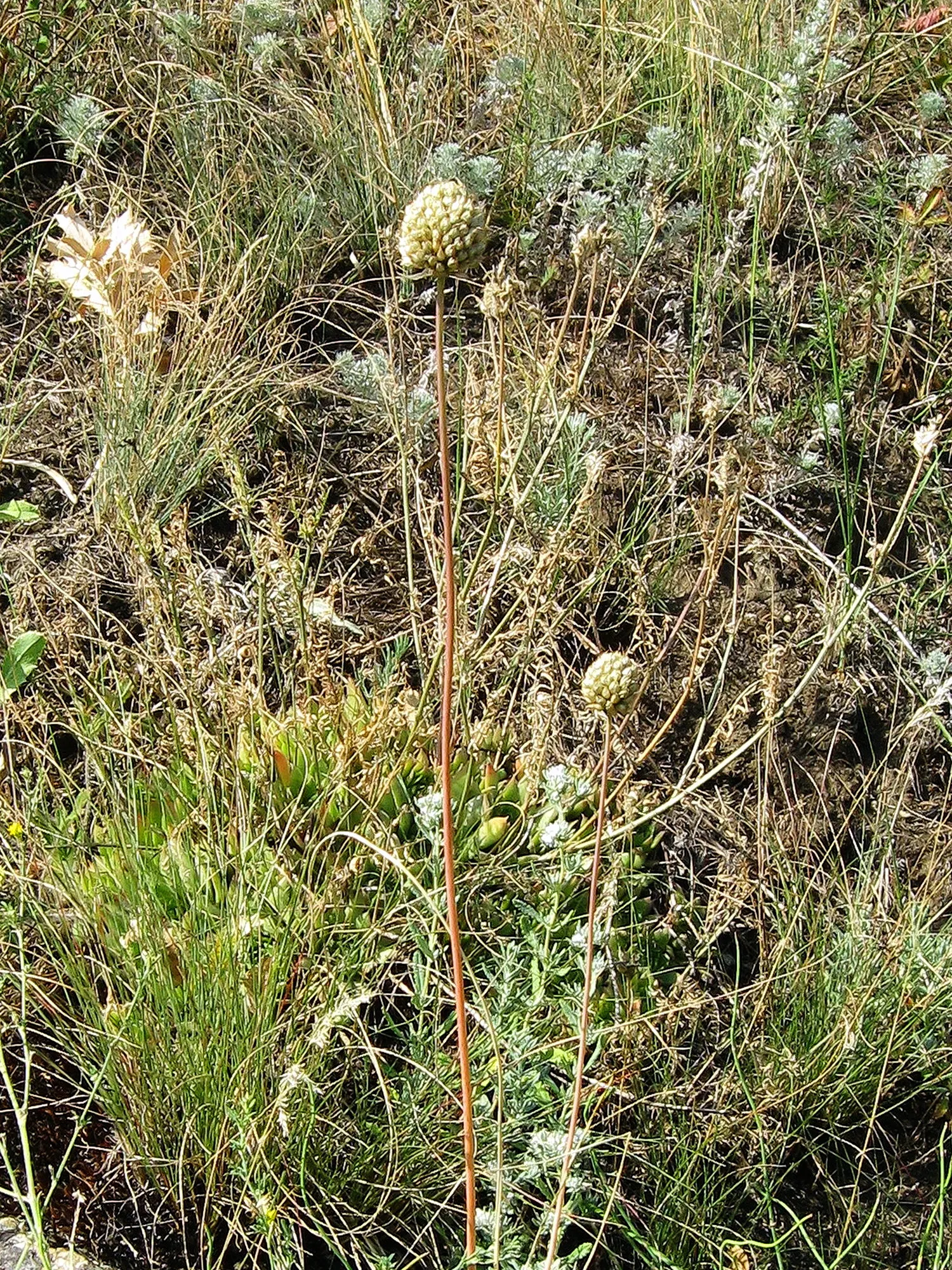 Drumstick Allium (Allium Sphaerocephalon) — and buried 2-4 inches deep