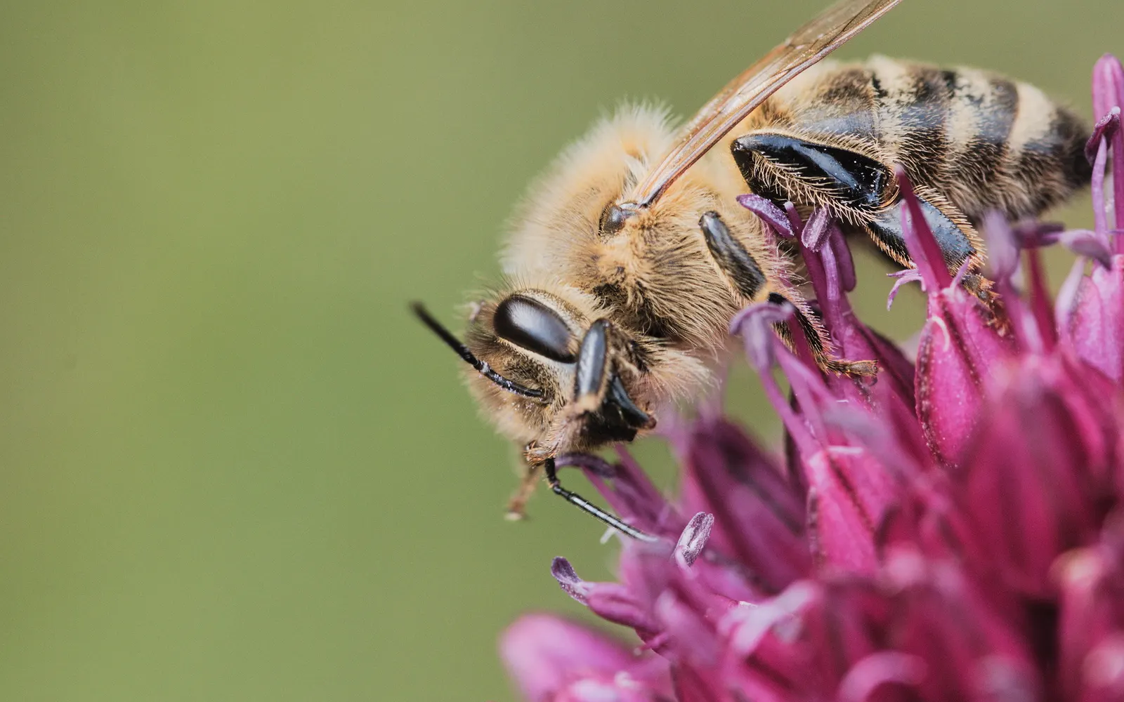 Drumstick Allium (Allium Sphaerocephalon) — The Drumstick Allium is an exceptional choice for borders