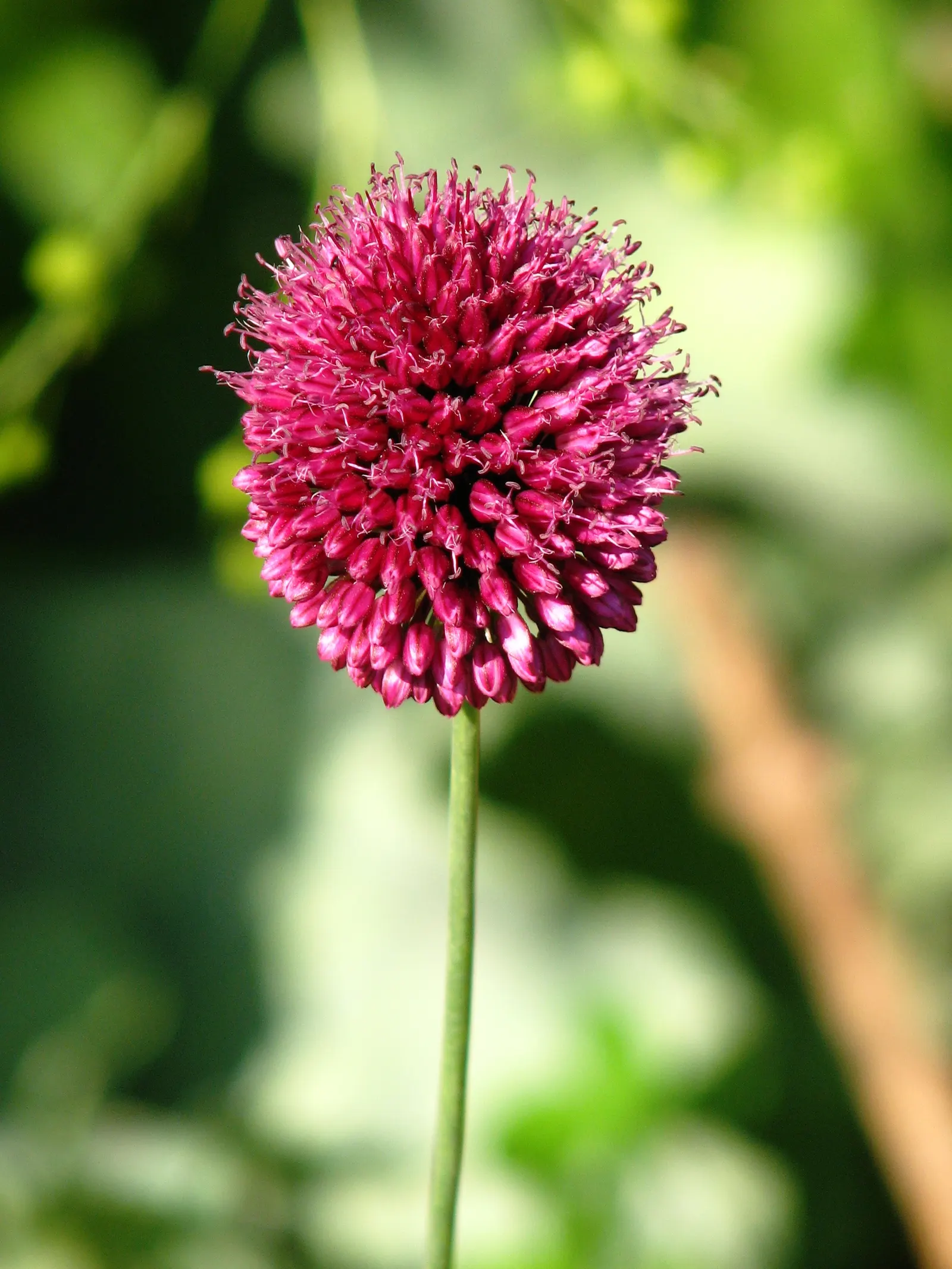 Drumstick Allium (Allium Sphaerocephalon) — making it a captivating choice for borders or as a whimsical accent in mixed beds; and buried 2-4 inches deep