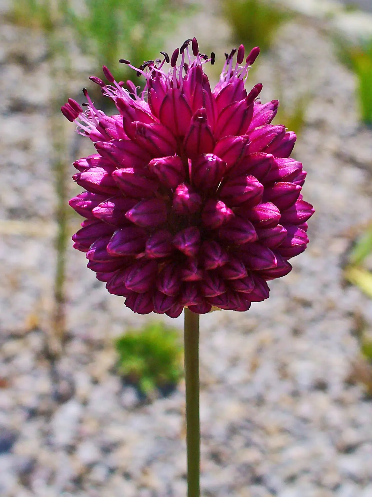 Drumstick Allium (Allium Sphaerocephalon) — Allium sphaerocephalon is also known to be deer and rodent resistant; adding vertical interest and a pop of