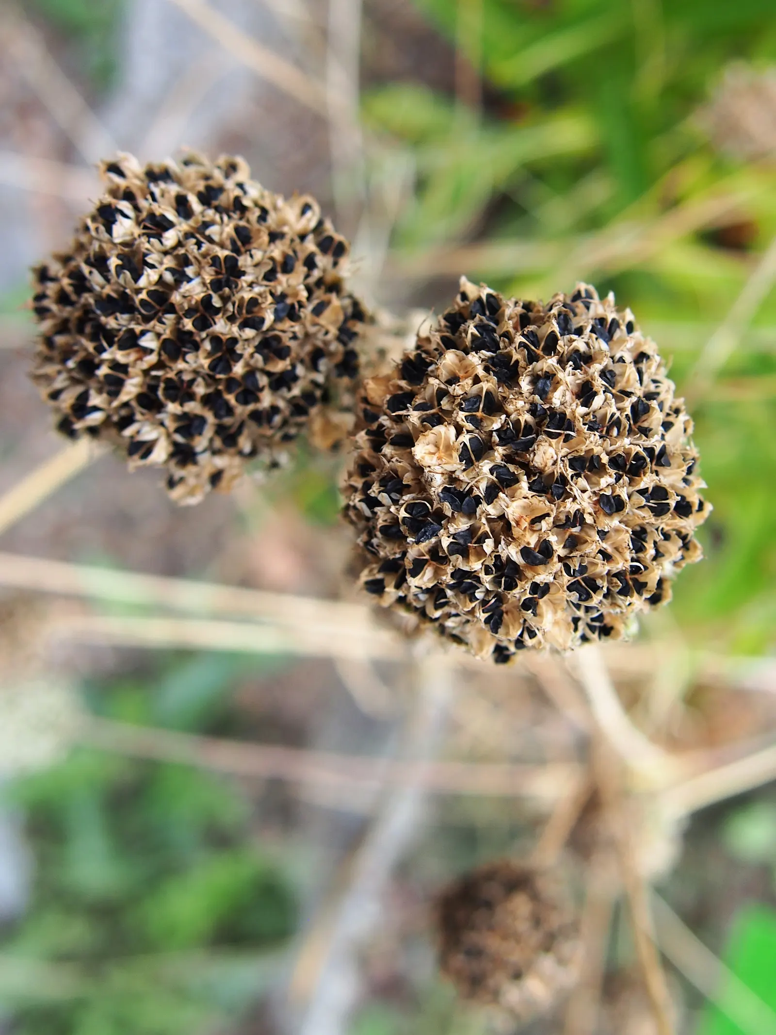 Drumstick Allium (Allium Sphaerocephalon) — It demands well-drained soil; this easy-care plant thrives in full sun to partial shade and adapts to a, image 69