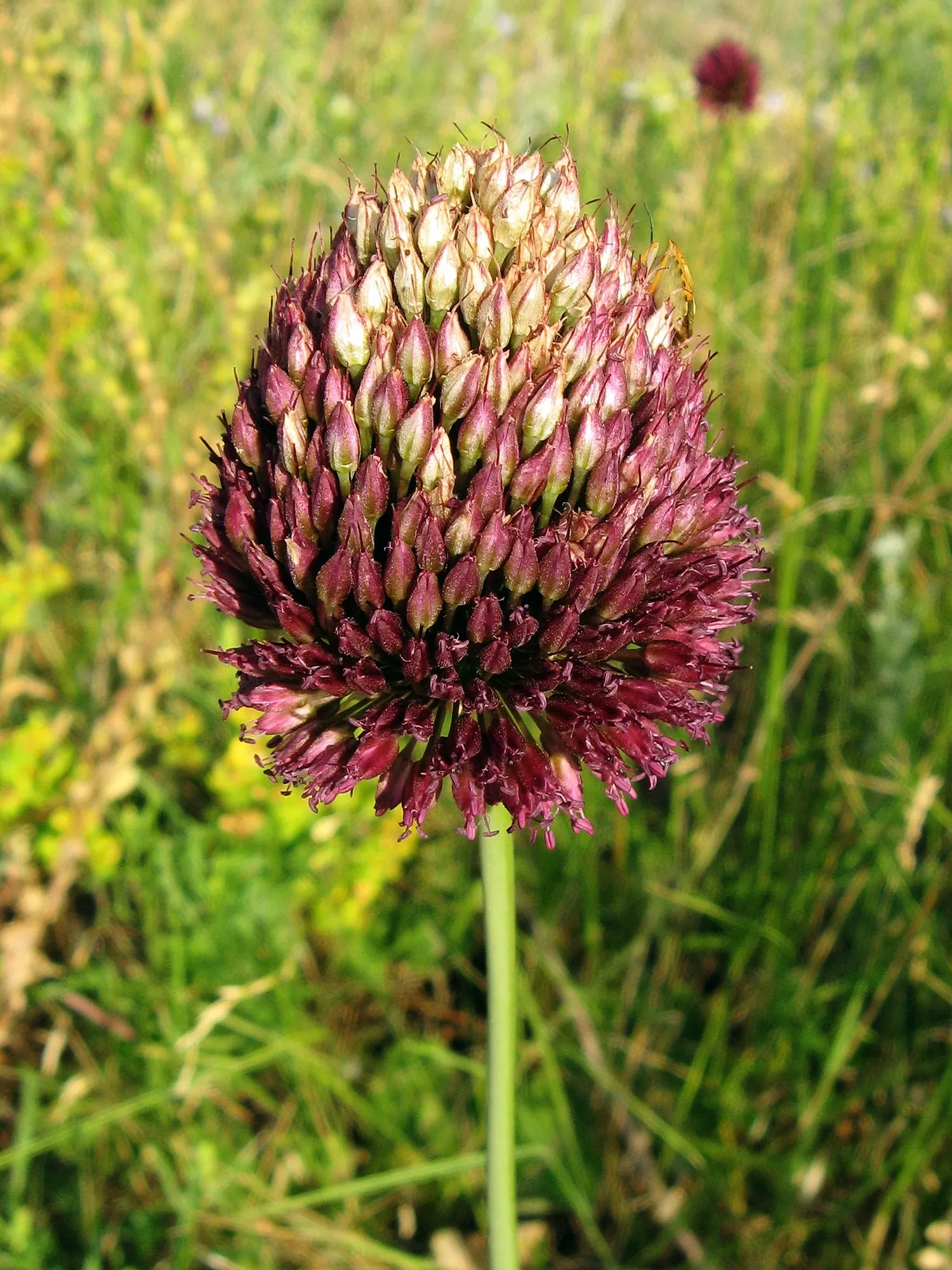 Drumstick Allium (Allium Sphaerocephalon) — making it a captivating choice for borders or as a whimsical accent in mixed beds; and buried 2-4, image 63