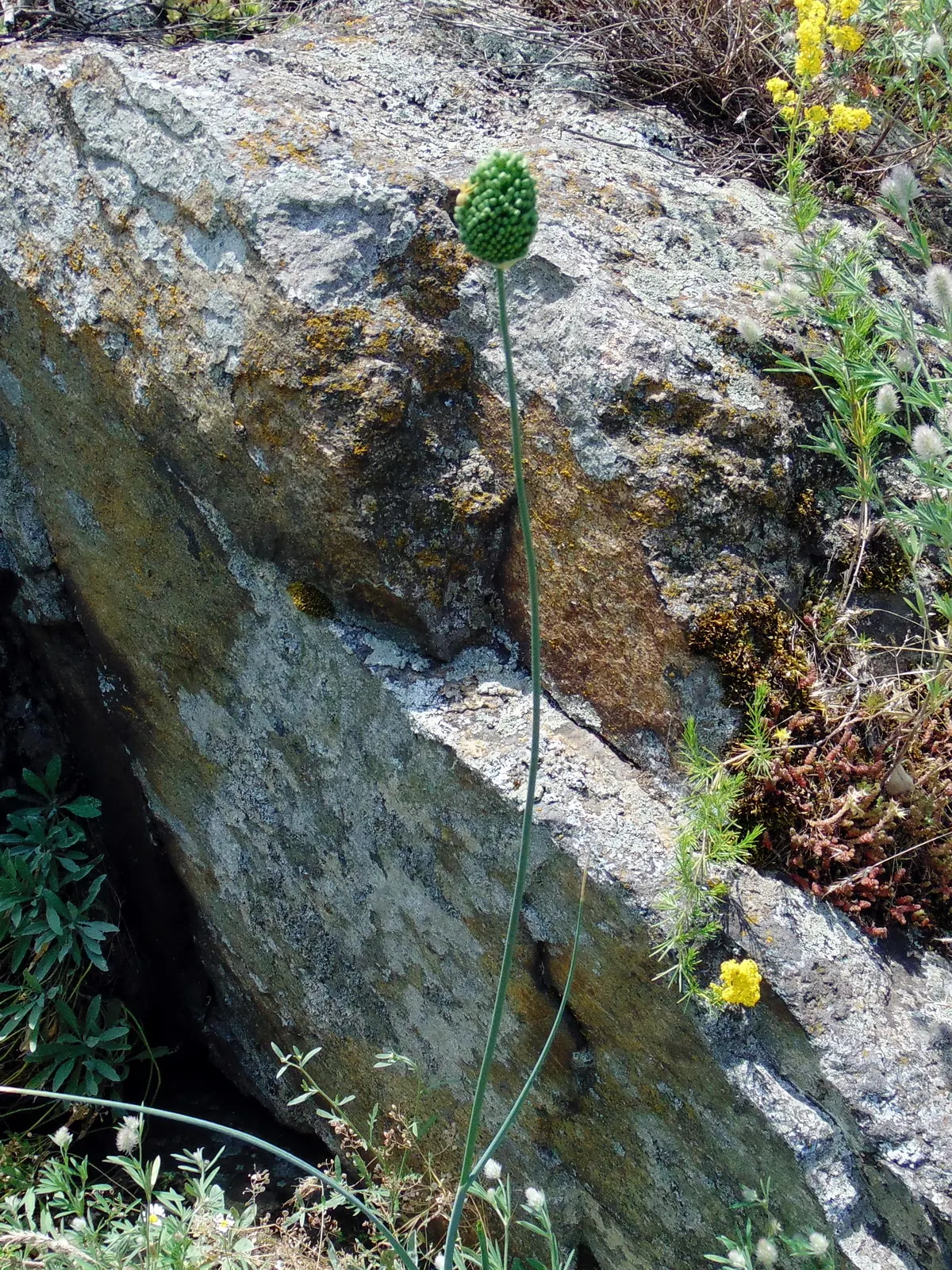 Drumstick Allium (Allium Sphaerocephalon) — The Drumstick Allium is ideally planted in clusters of 10-15 bulbs; adding vertical interest and a pop of