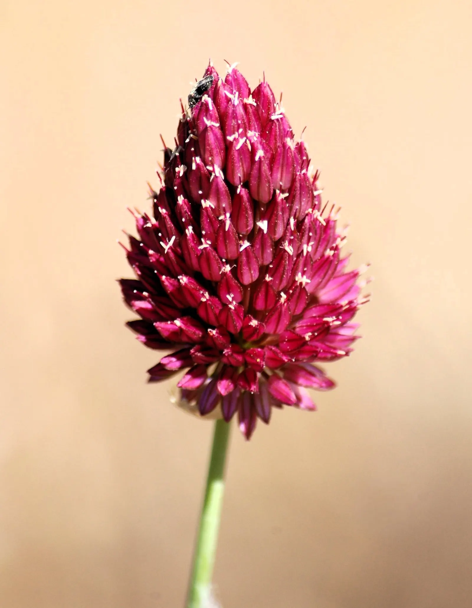 Drumstick Allium (Allium Sphaerocephalon) — to create visually striking groupings.<br><br>In addition to its visual appeal
