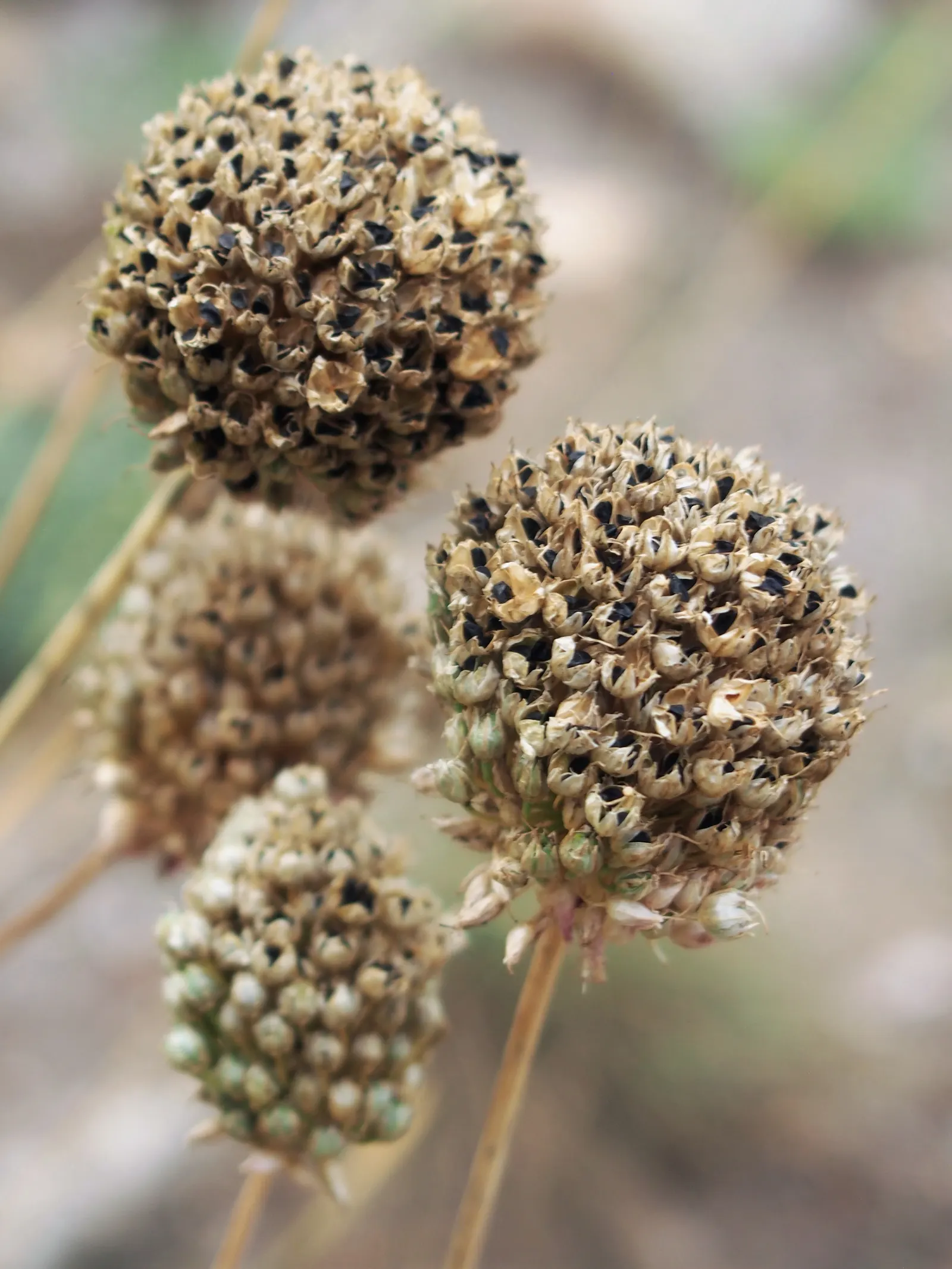 Drumstick Allium (Allium Sphaerocephalon) — The Drumstick Allium (Allium sphaerocephalon) is a unique bulbous perennial; this easy-care plant, image 57