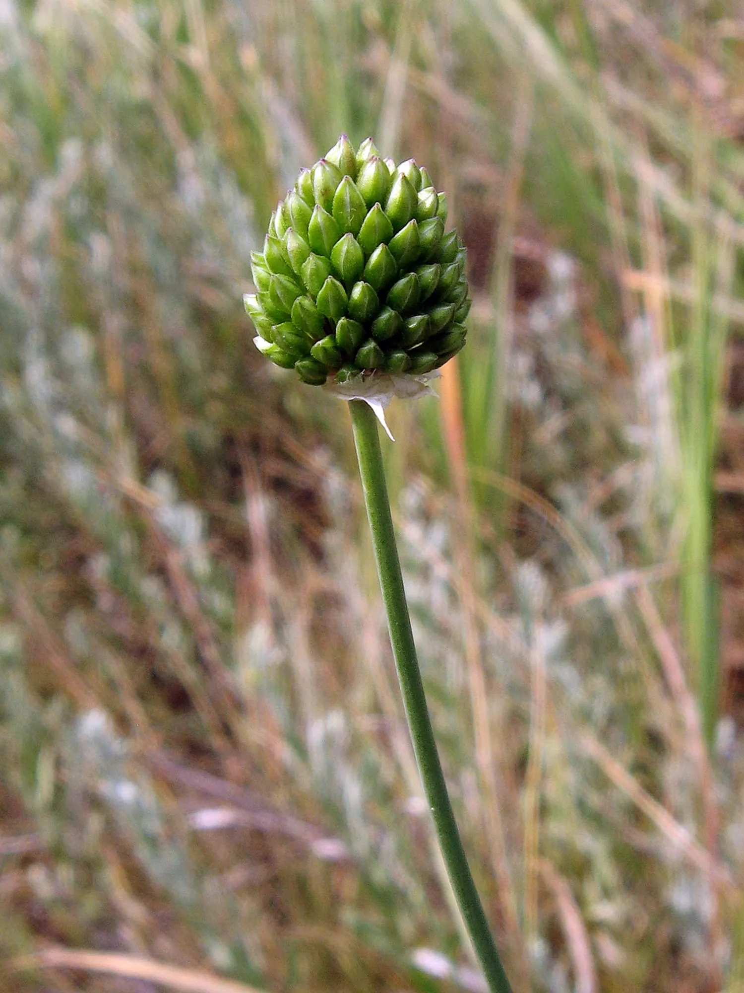 Drumstick Allium (Allium Sphaerocephalon) — The Drumstick Allium (Allium sphaerocephalon) is a unique bulbous perennial; this easy-care plant thrives in full
