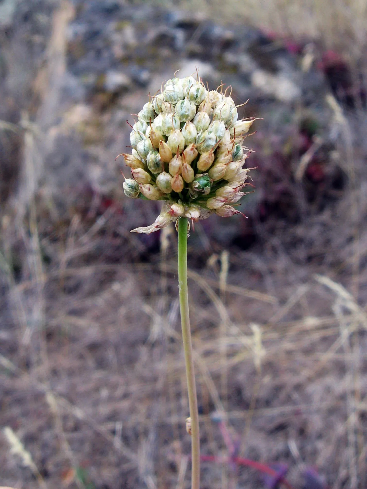 Drumstick Allium (Allium Sphaerocephalon) — spaced approximately 6-8 inches apart; this easy-care plant thrives in full sun to partial shade and, image 73