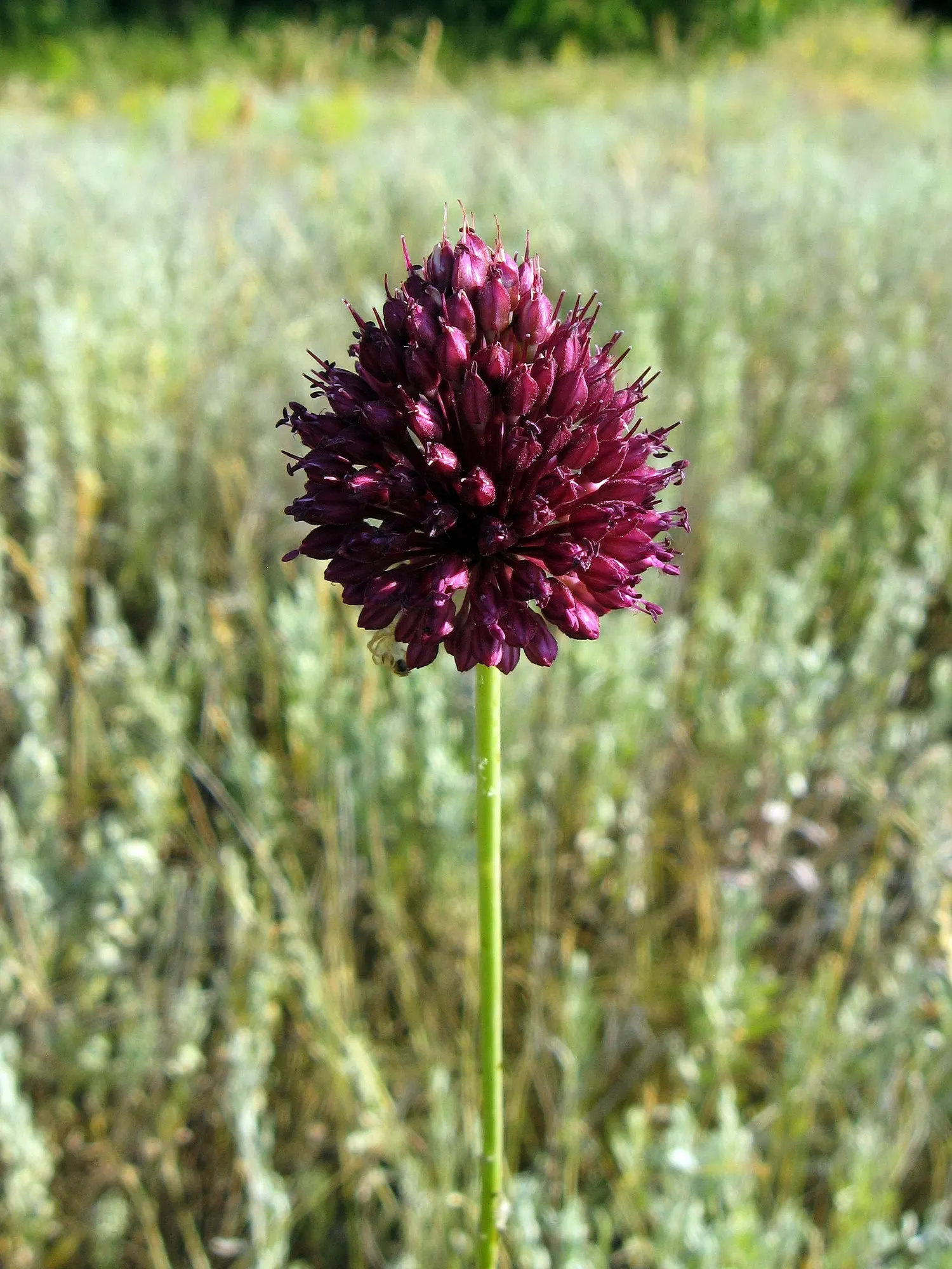 Drumstick Allium (Allium Sphaerocephalon) — contributing to the ecological health of the garden; and buried 2-4 inches deep