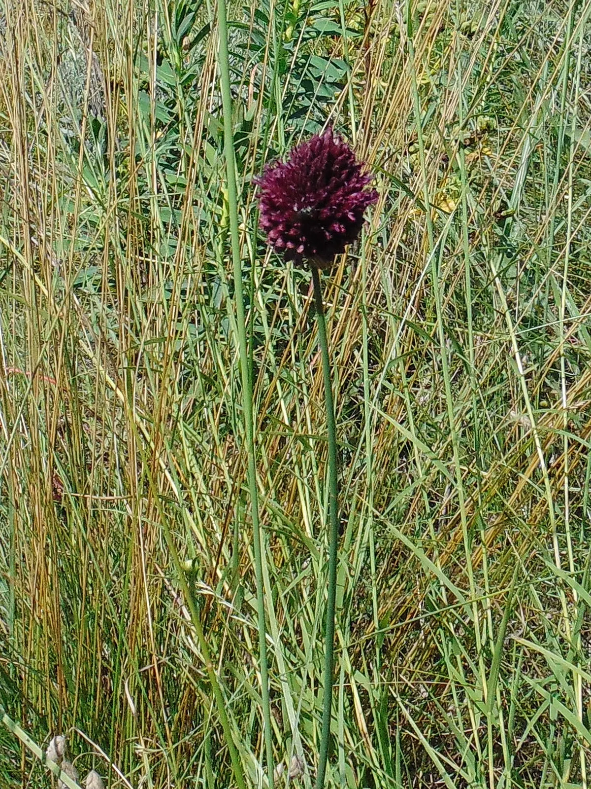 Drumstick Allium (Allium Sphaerocephalon) — spaced approximately 6-8 inches apart