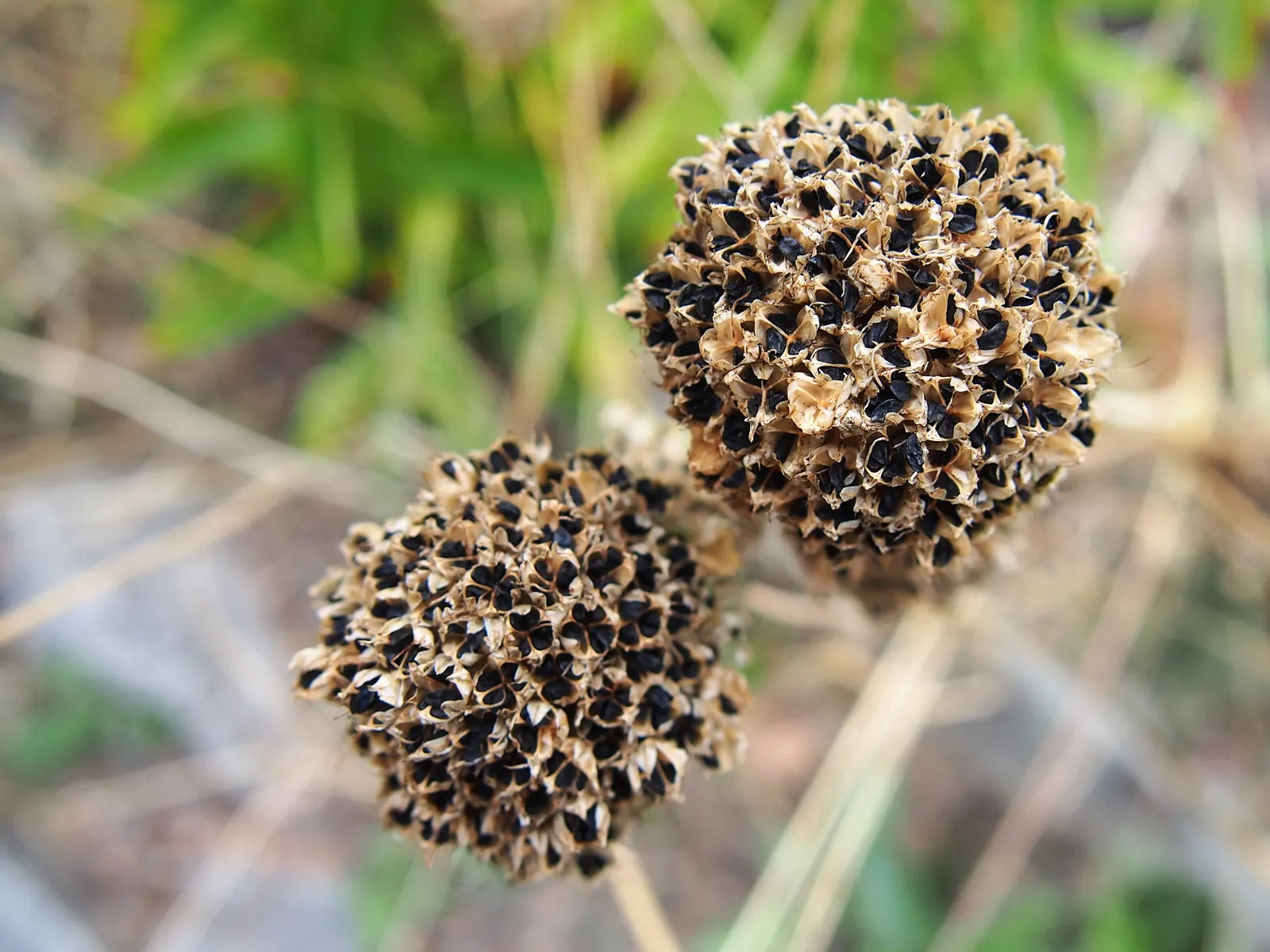 Drumstick Allium (Allium Sphaerocephalon) — purple flowers in the garden; starting with green and eventually maturing into a deep