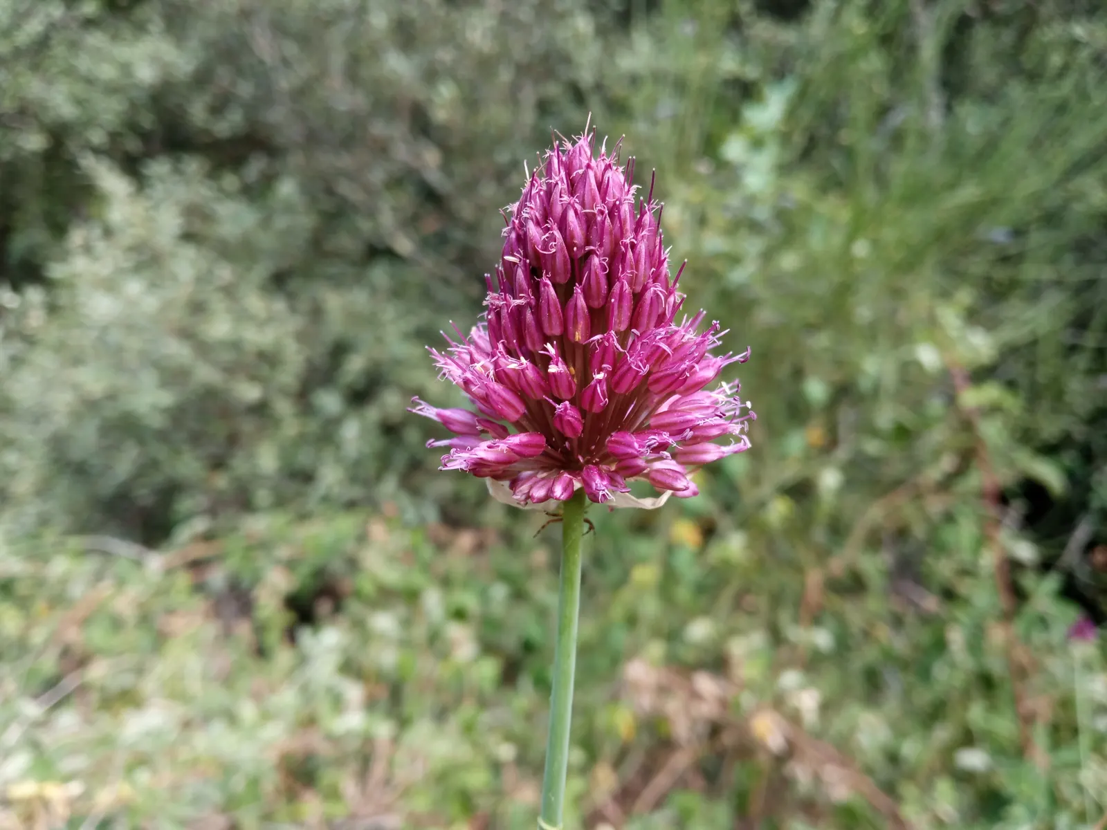 Drumstick Allium (Allium Sphaerocephalon) — reddish-purple blooms that adorn stiff stems in summer; and buried 2-4 inches deep