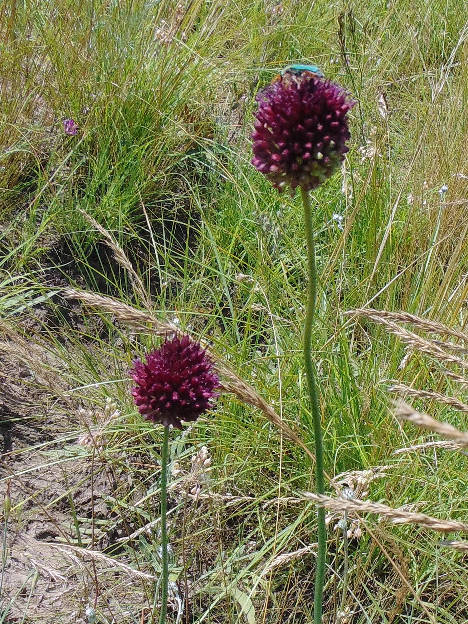 Drumstick Allium (Allium Sphaerocephalon) — starting with green and eventually maturing into a deep