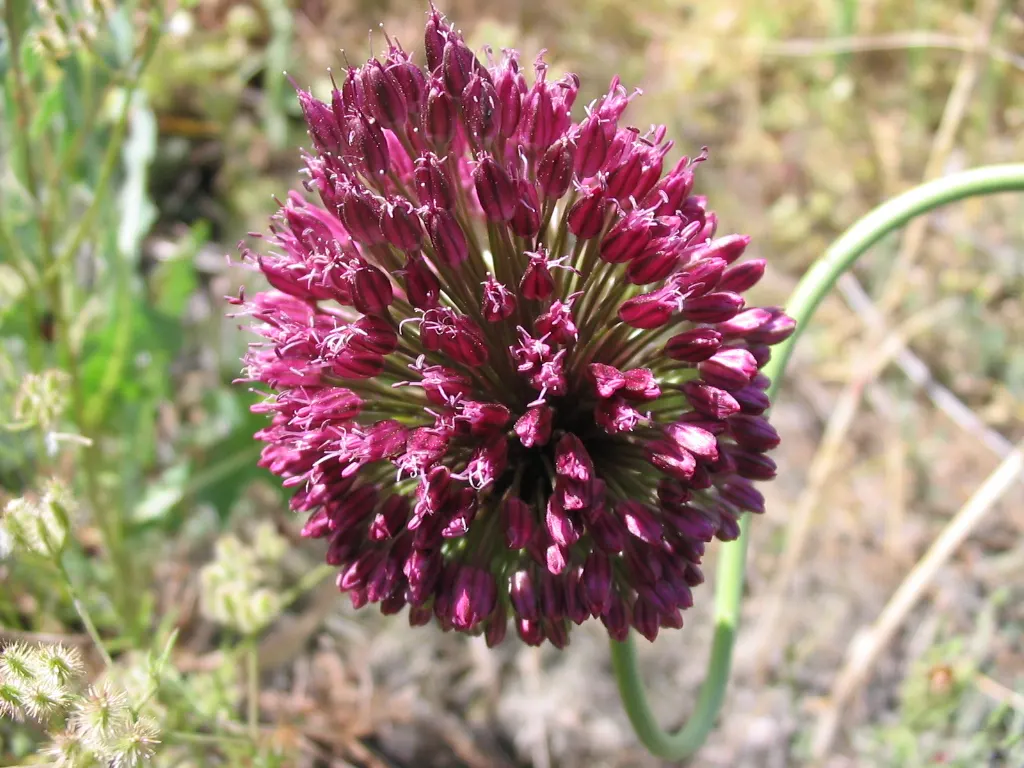 Drumstick Allium (Allium Sphaerocephalon) — reddish-purple blooms that adorn stiff stems in summer
