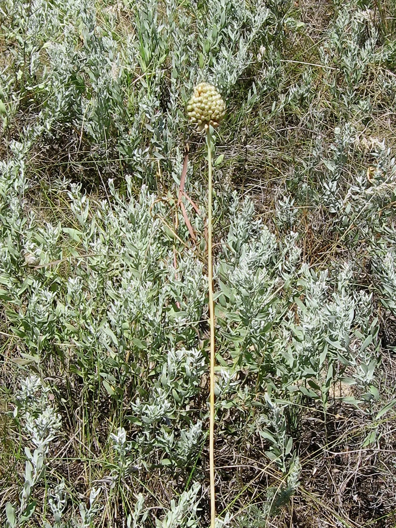 Drumstick Allium (Allium Sphaerocephalon) — its flowers are attractive to pollinators such as bees and butterflies; starting with green and eventually maturing
