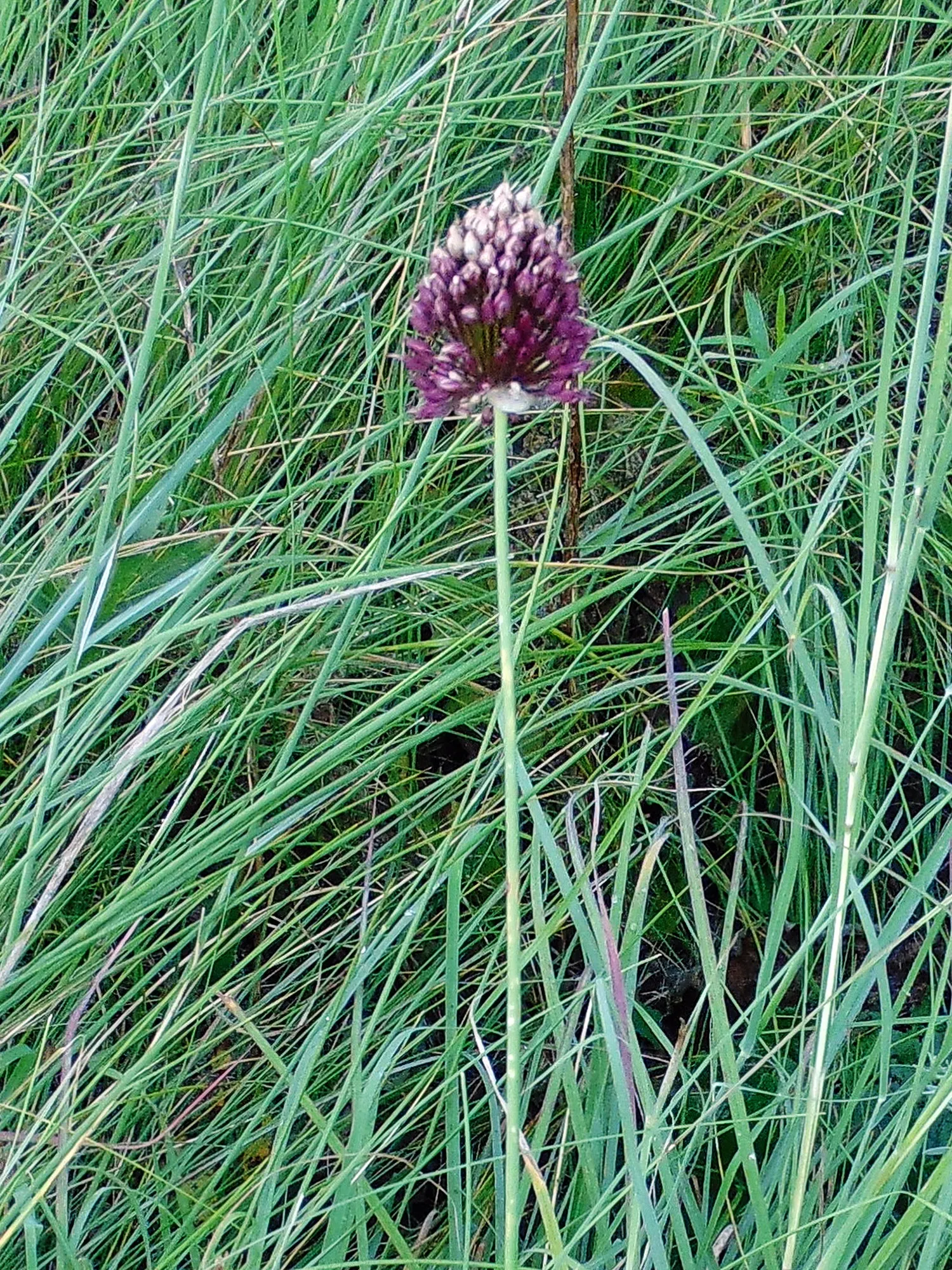 Drumstick Allium (Allium Sphaerocephalon) — and buried 2-4 inches deep; starting with green and eventually maturing into a deep, image 74