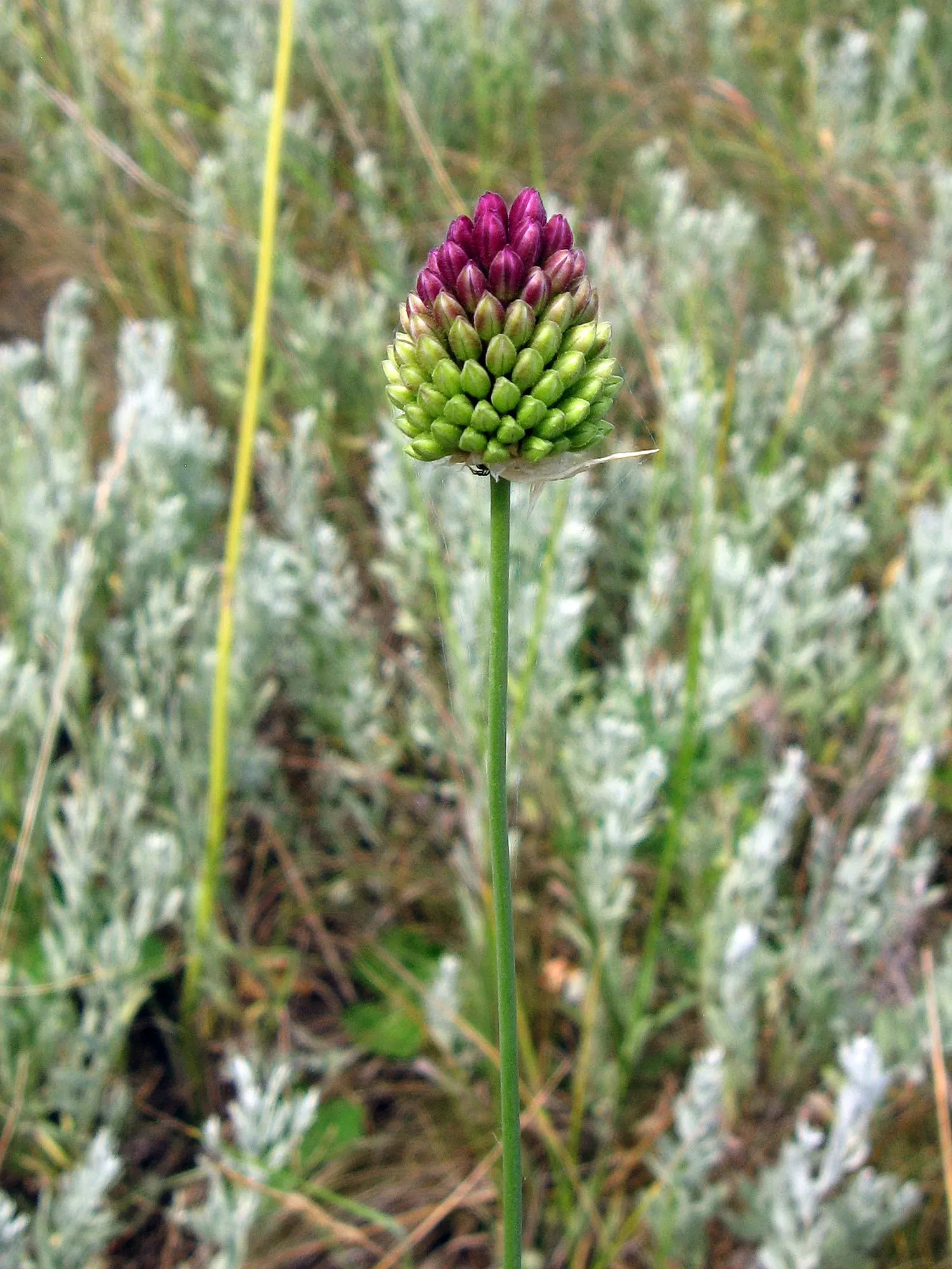 Drumstick Allium (Allium Sphaerocephalon) — The blossoms evolve in color; starting with green and eventually maturing into a deep